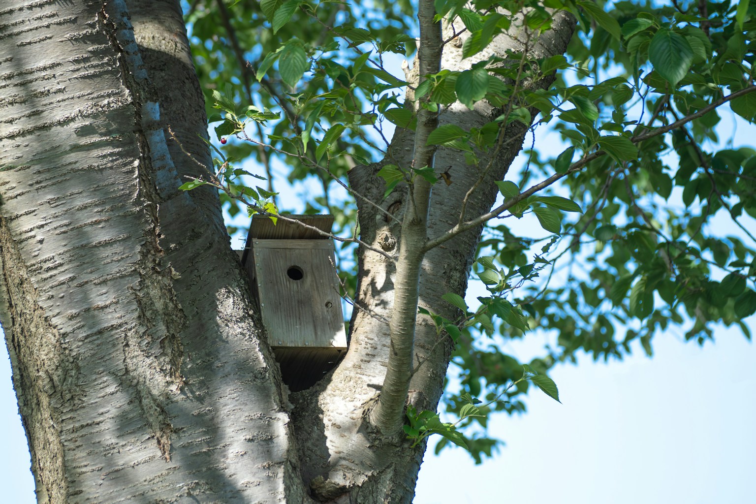 Casa para pájaros montada en un tronco de árbol rodeada de hojas verdes