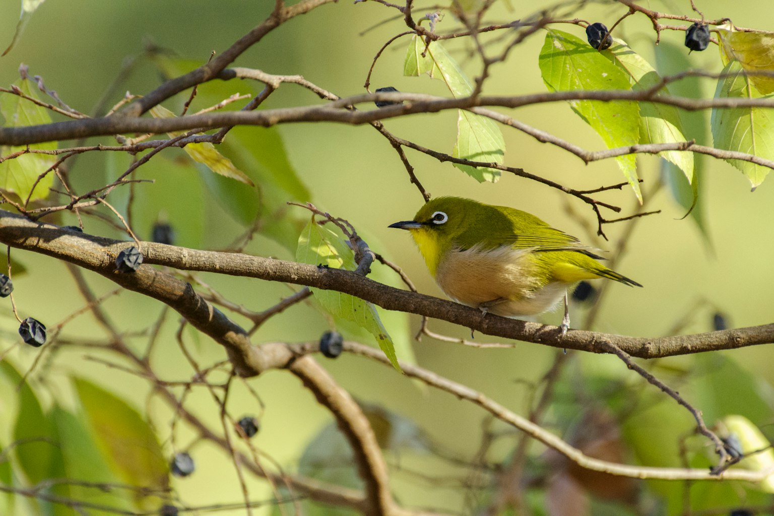 Seekor burung hijau kecil bertengger di dahan dengan daun dan buah beri