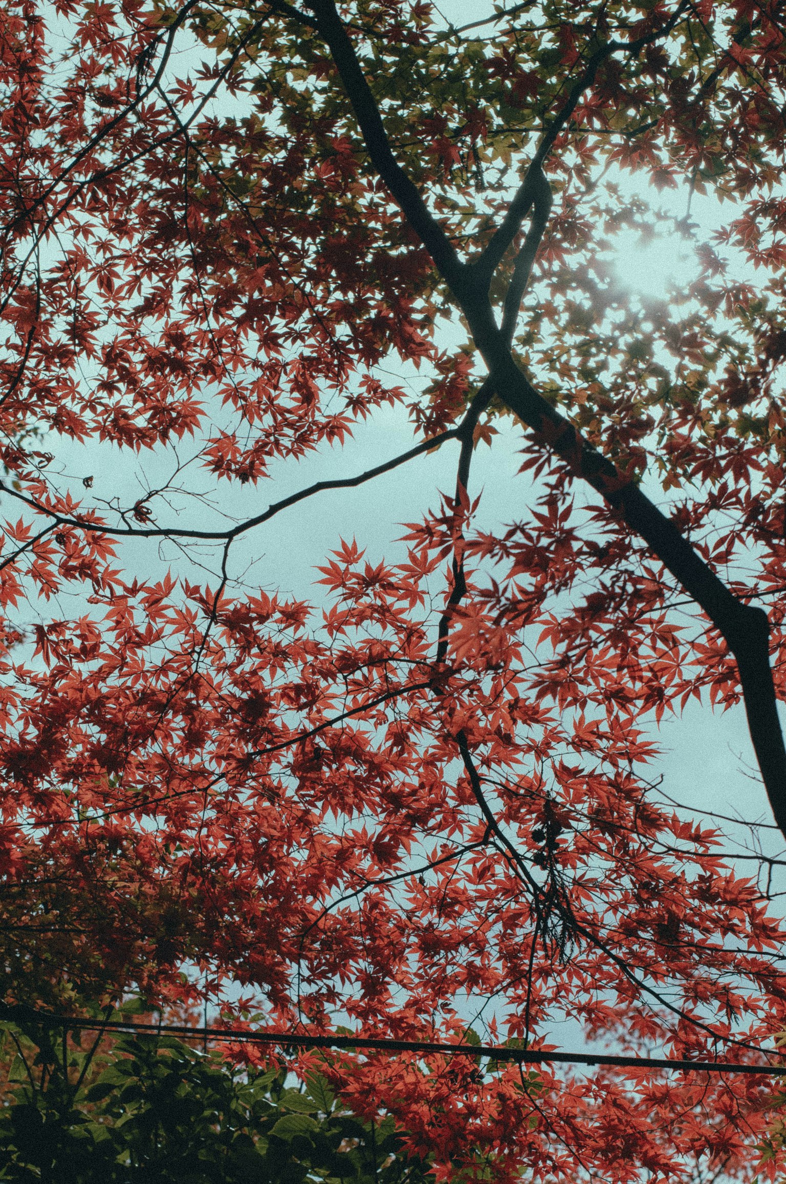 Vue magnifique d'arbres aux feuilles rouges contre le ciel