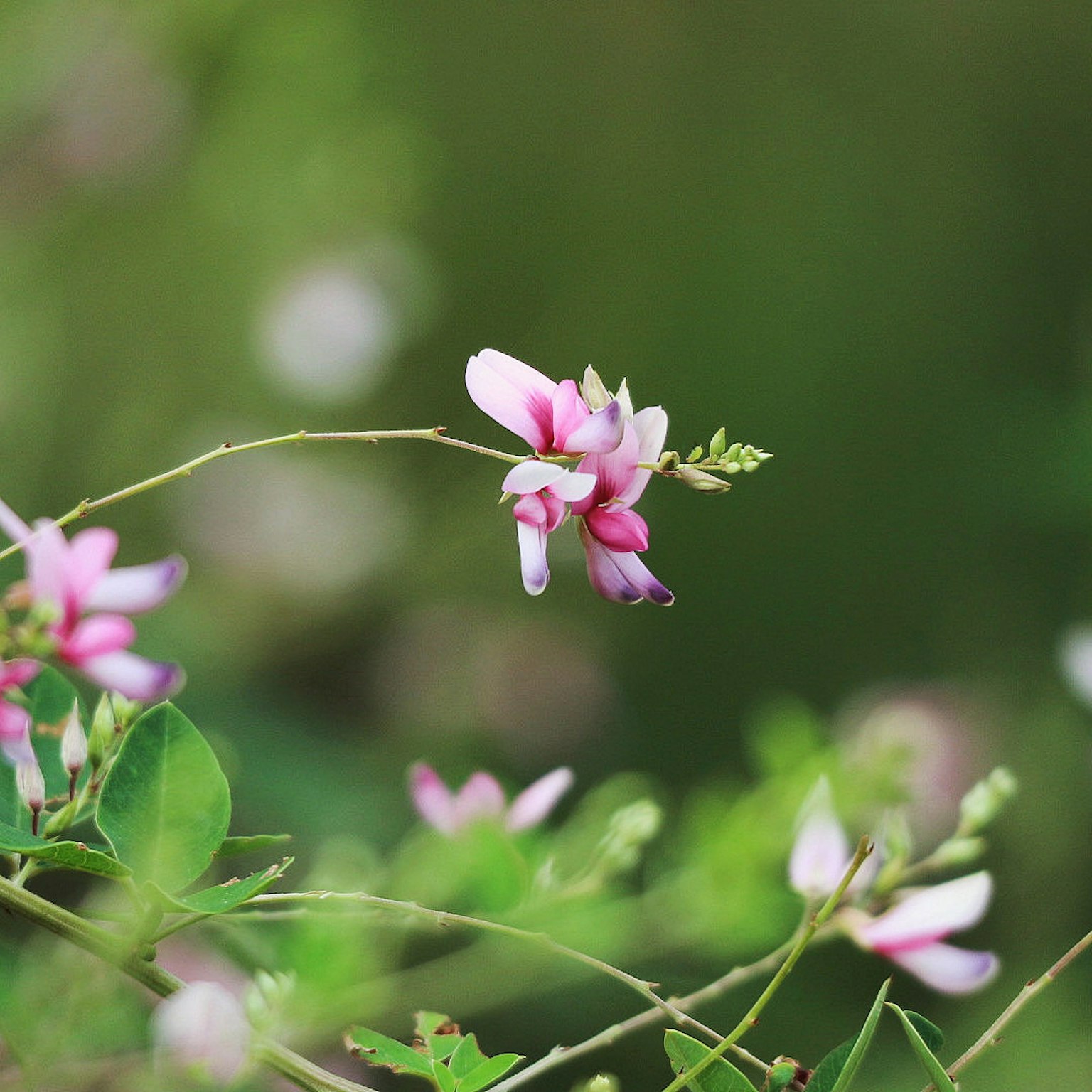 Primo piano di una pianta con fiori rosa pallido su uno sfondo verde