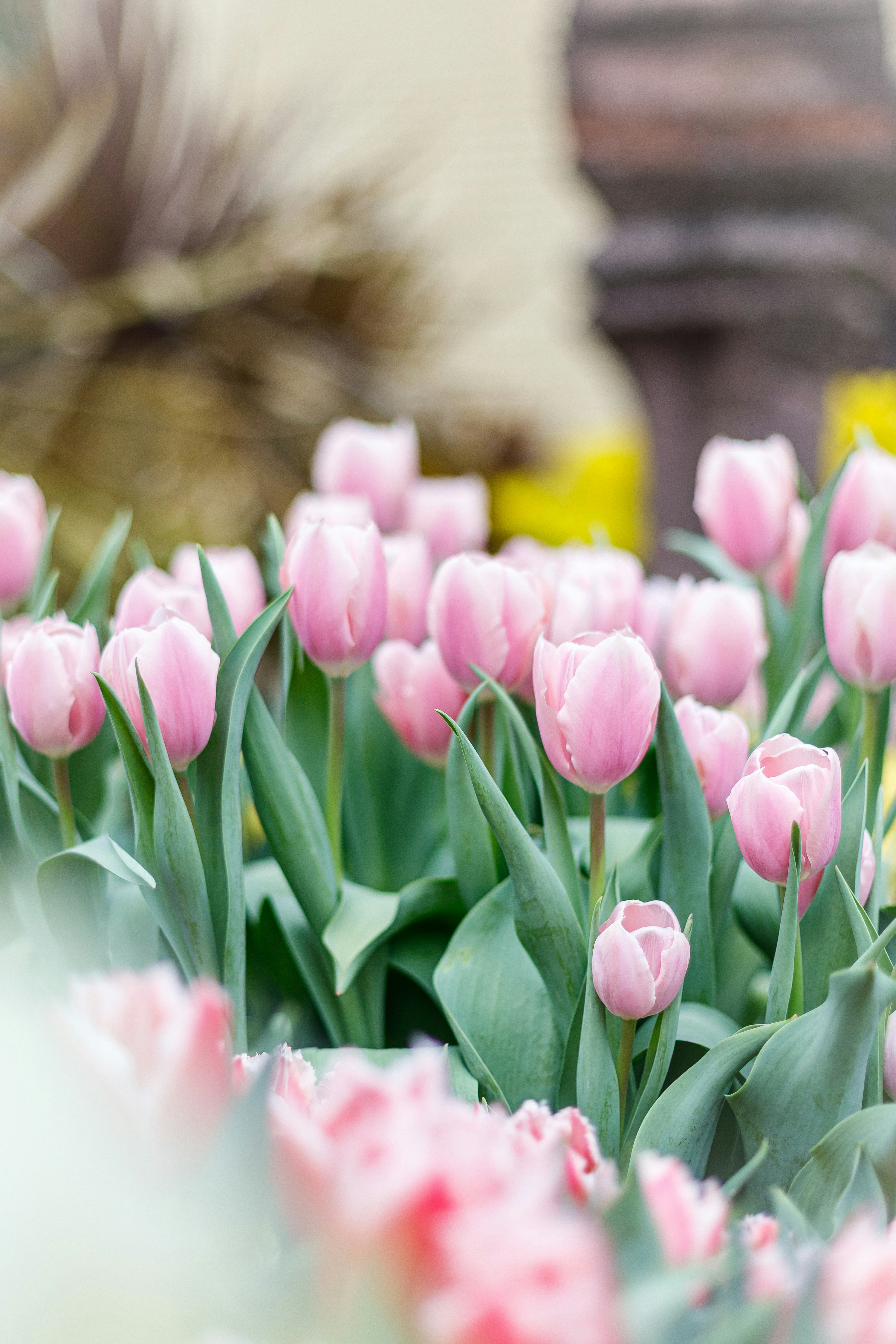 ピンクのチューリップが咲き並ぶ花畑の一角