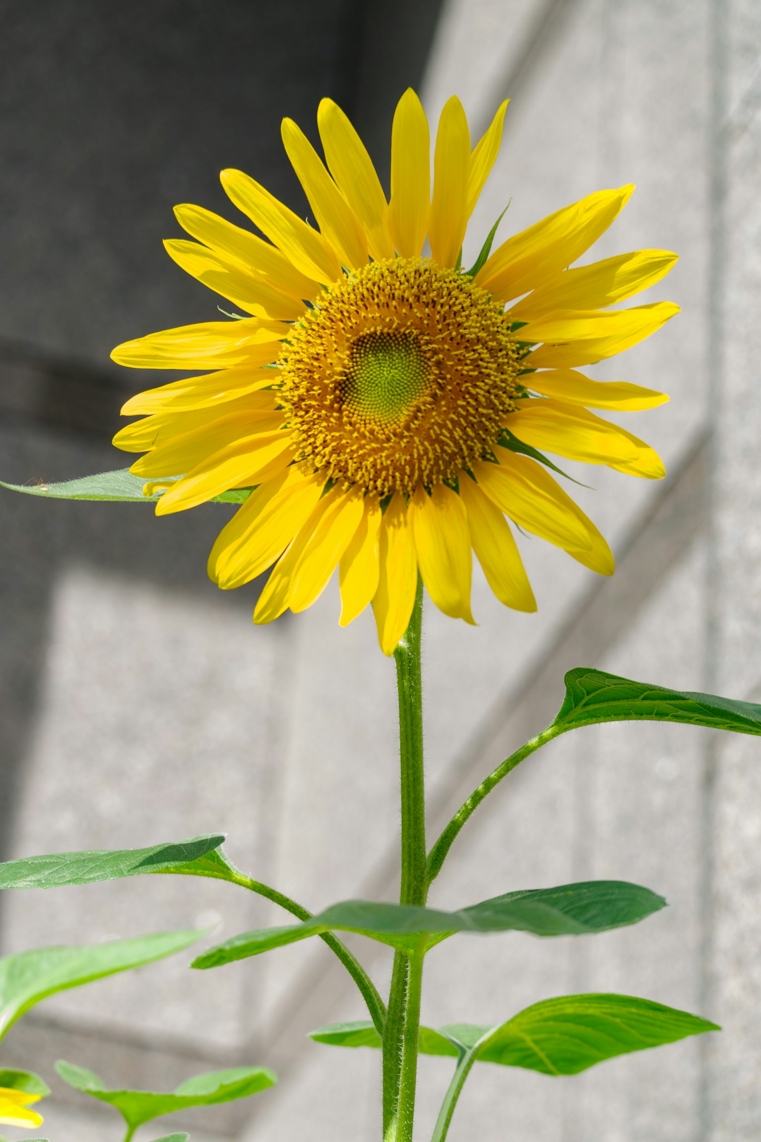 A bright yellow sunflower in bloom with green leaves
