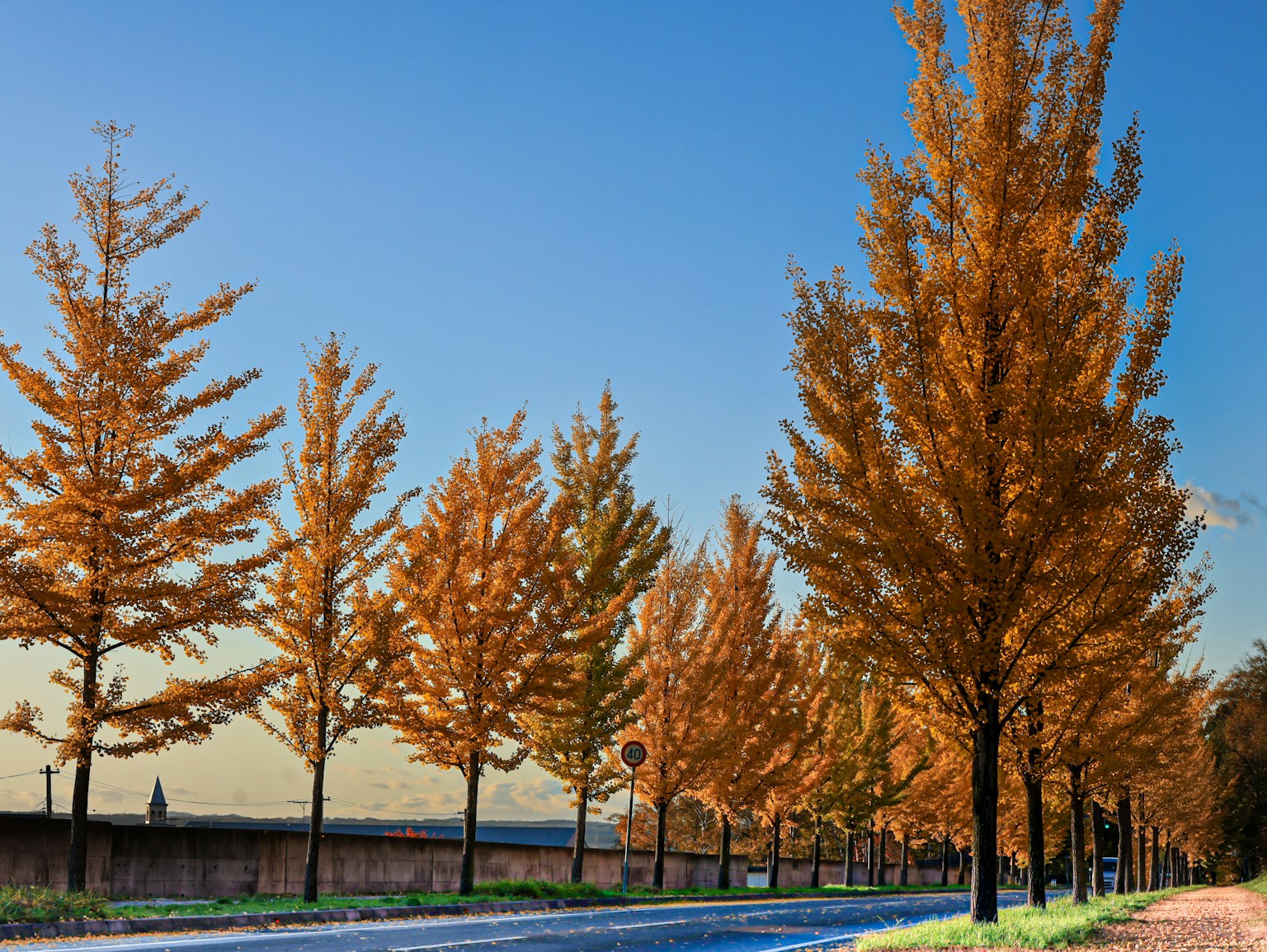 Vista panoramica di alberi autunnali lungo una strada tranquilla