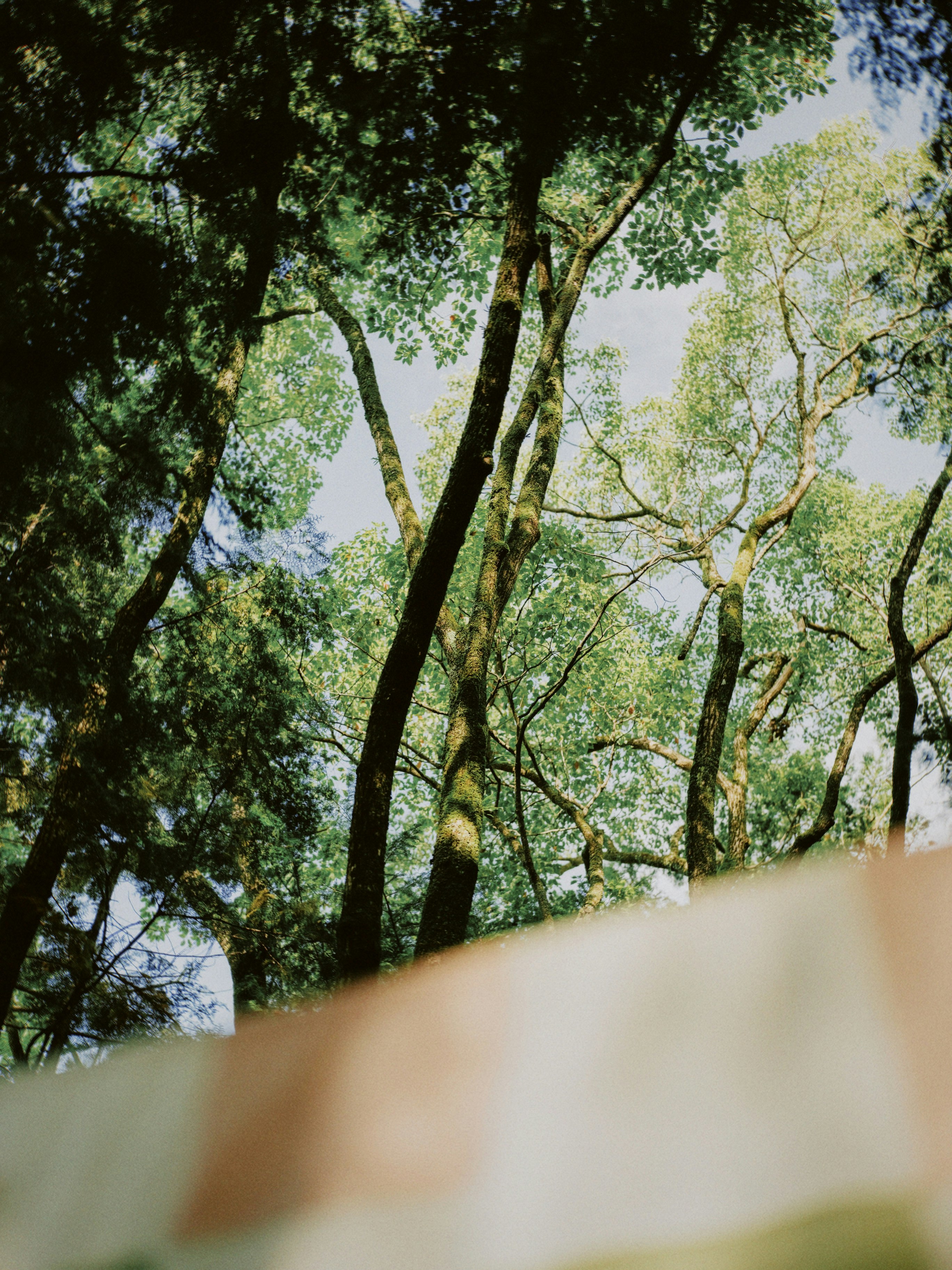 #forest #greenの森の木々の緑と青空の抜け感