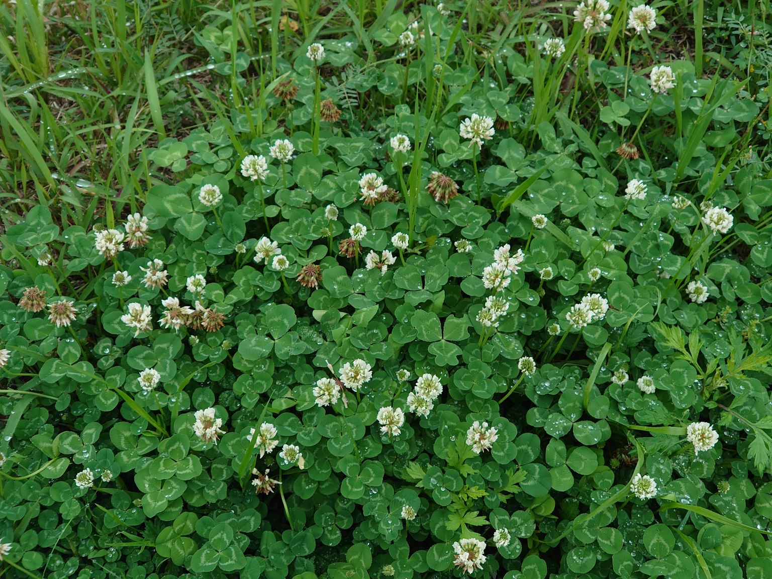 A cluster of clover with white flowers in a green field