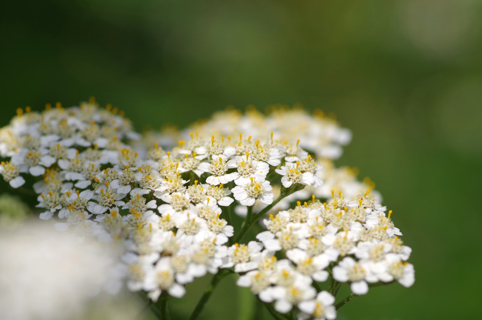 Primer plano de flores blancas de milenrama