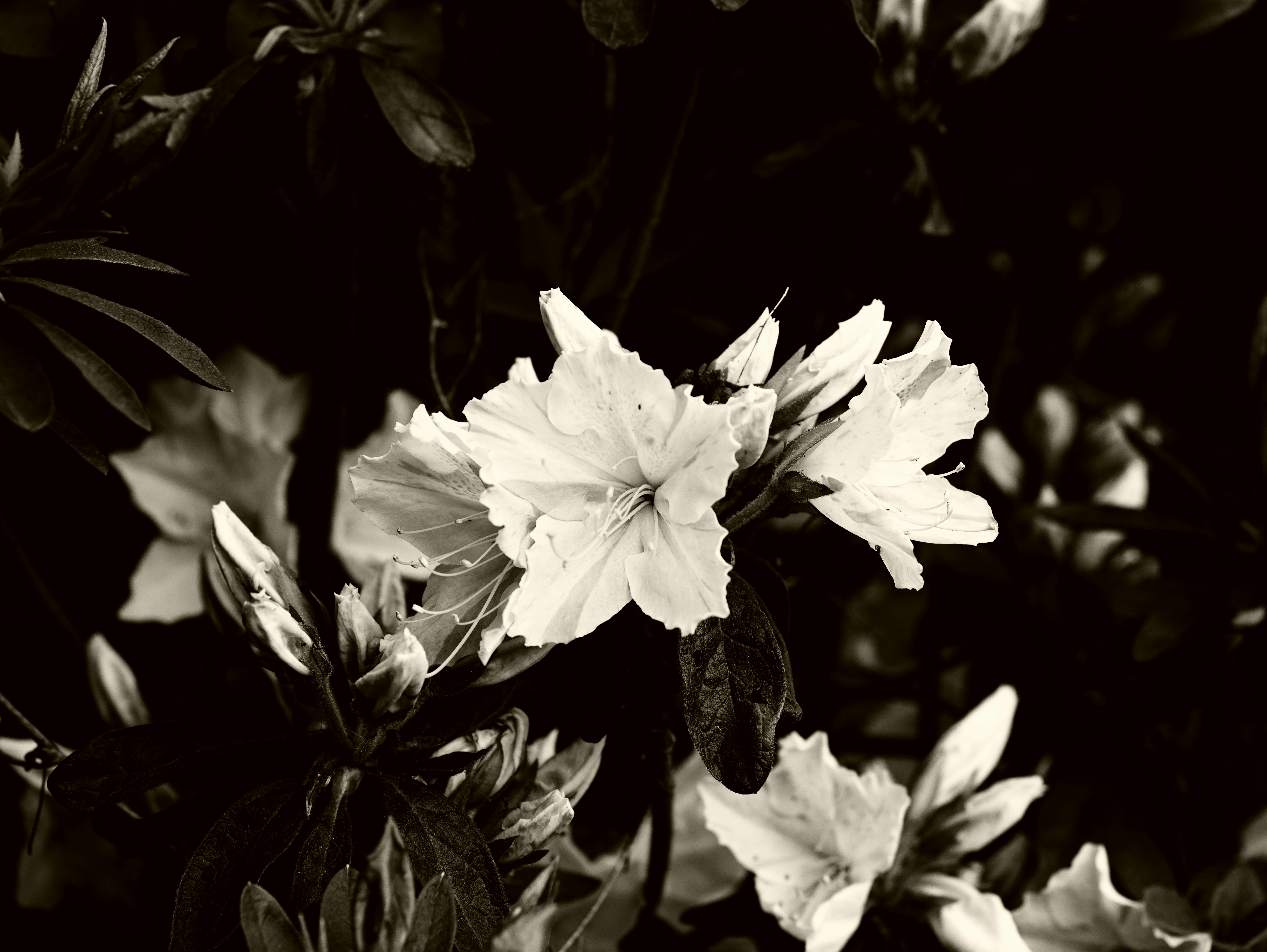 Gros plan de fleurs et de plantes feuillues
