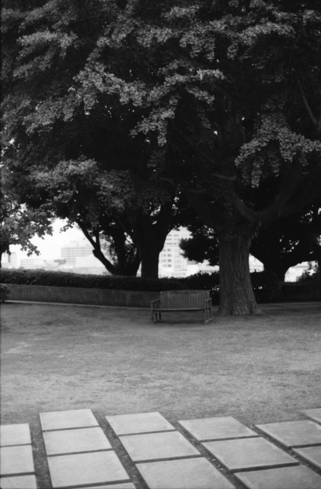 panchina e piazzale lastricato sotto gli alberi