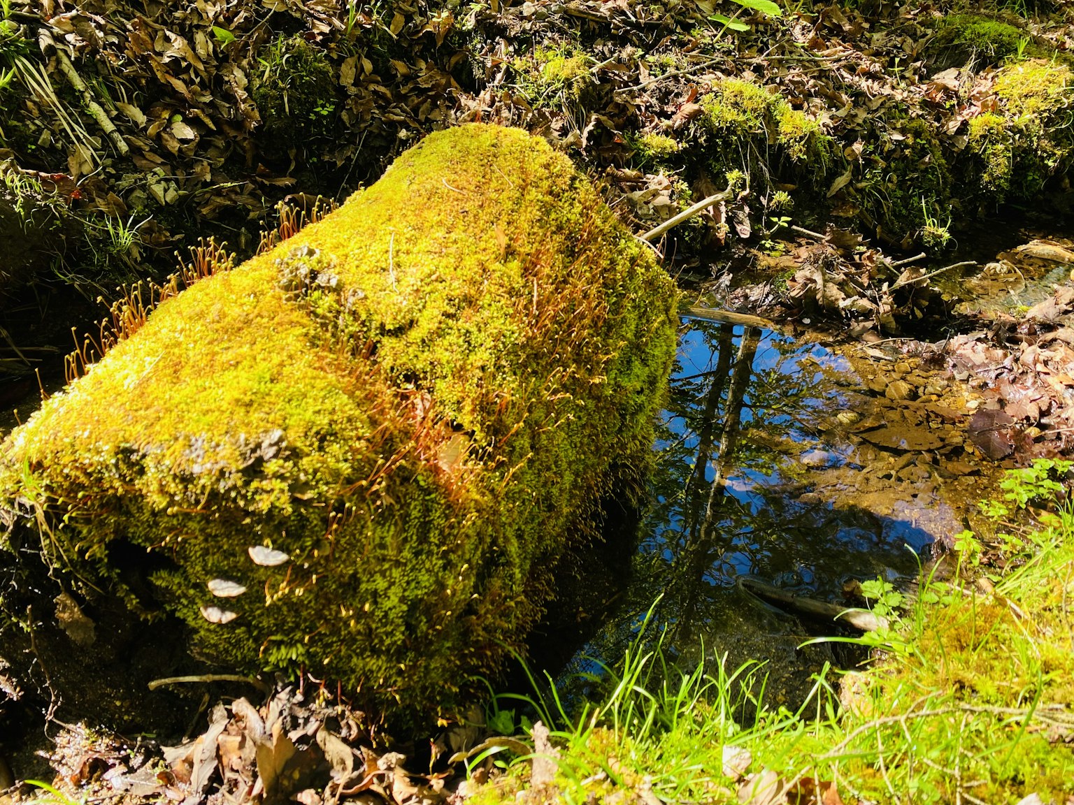 Roccia coperta di muschio accanto a un ruscello