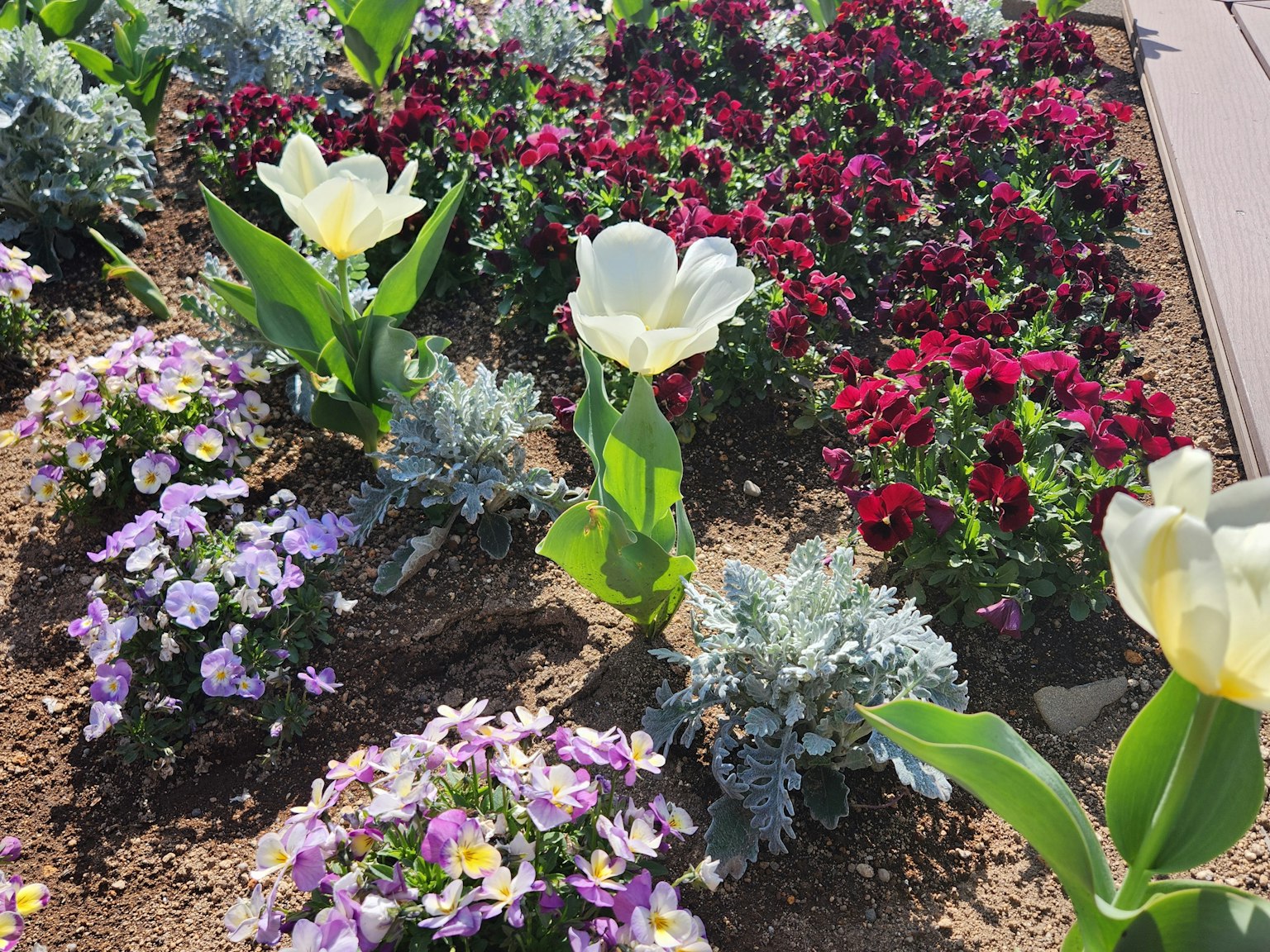 Taman bunga berwarna-warni dengan tulip dan petunia