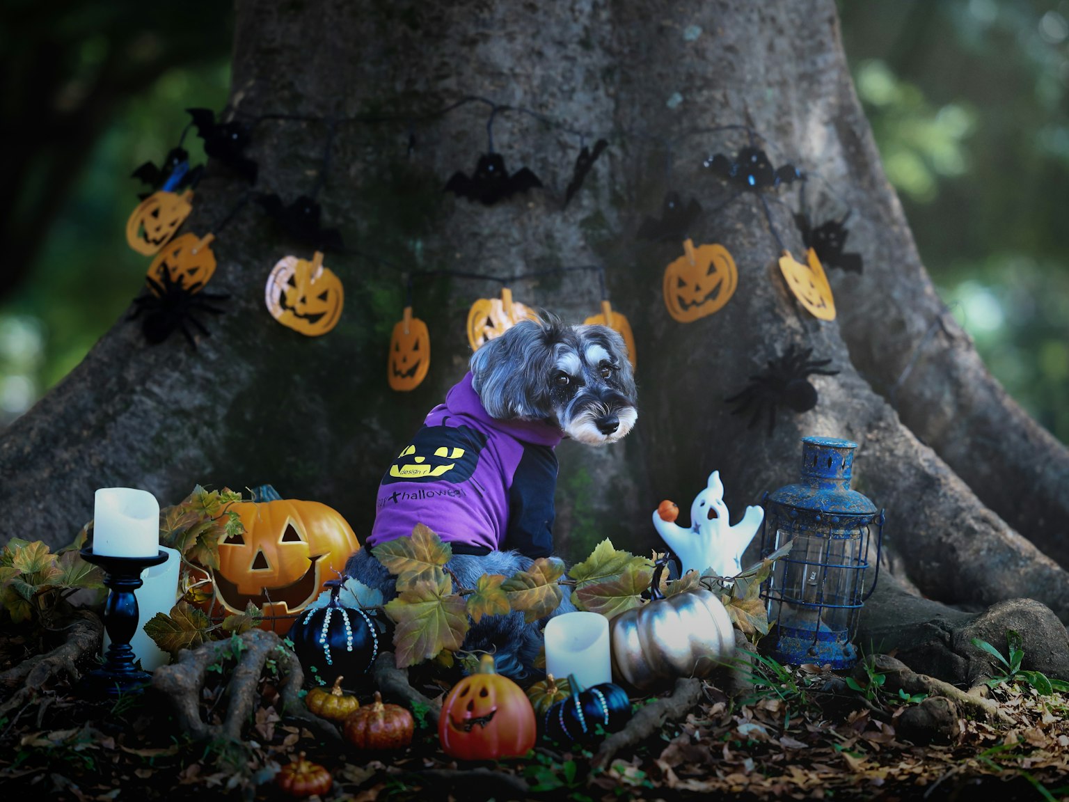 Un cane in una maglietta viola circondato da decorazioni di Halloween alla base di un albero