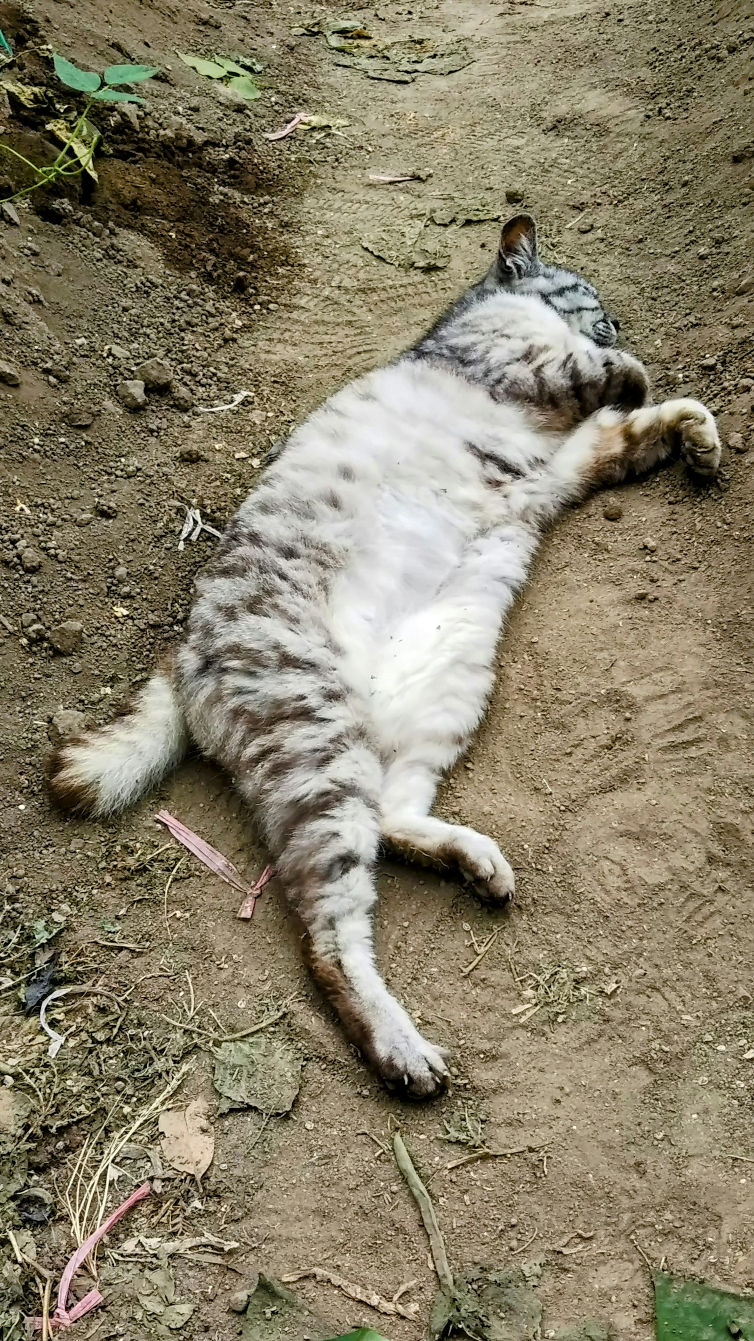 Un gatto bianco e grigio sdraiato a terra
