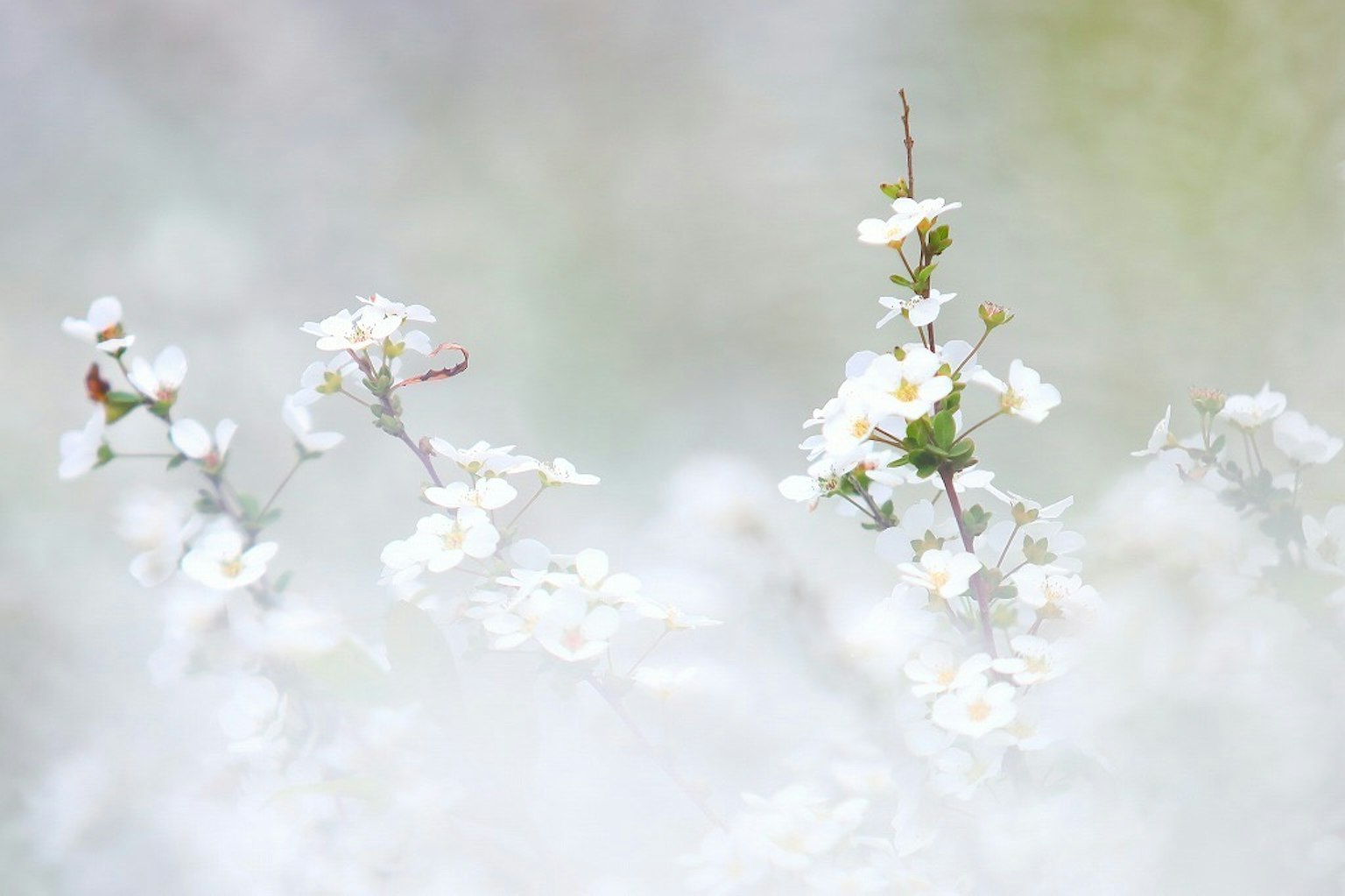 Close-up of branches with white flowers against a soft background