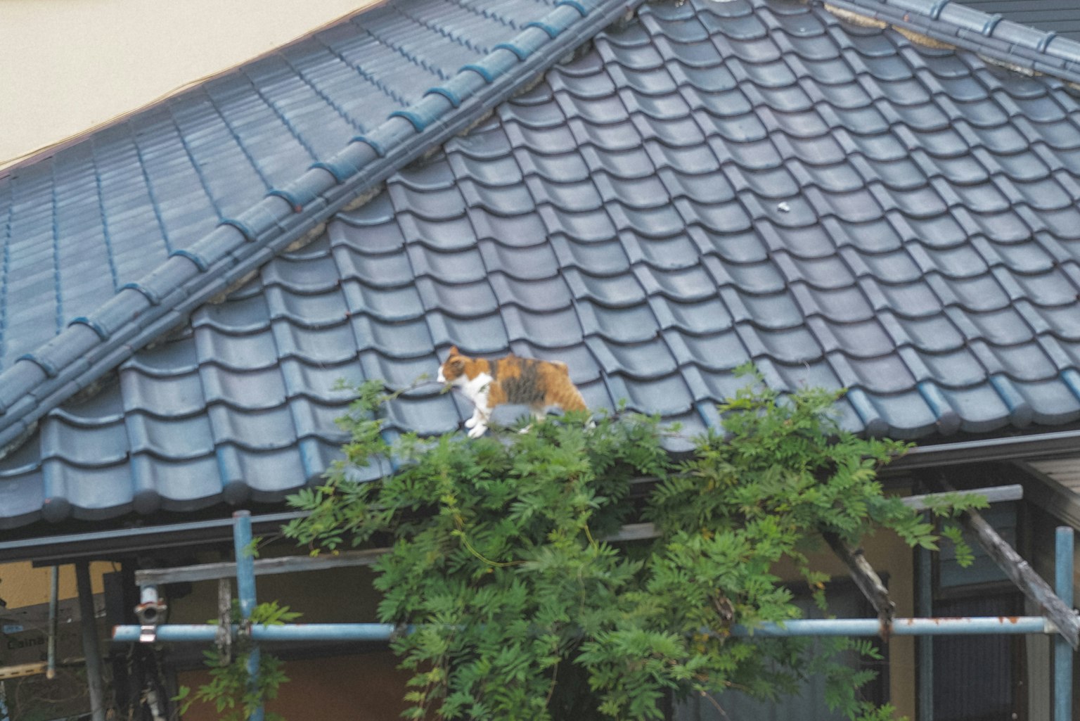 Un chat sur un toit entouré de plantes vertes