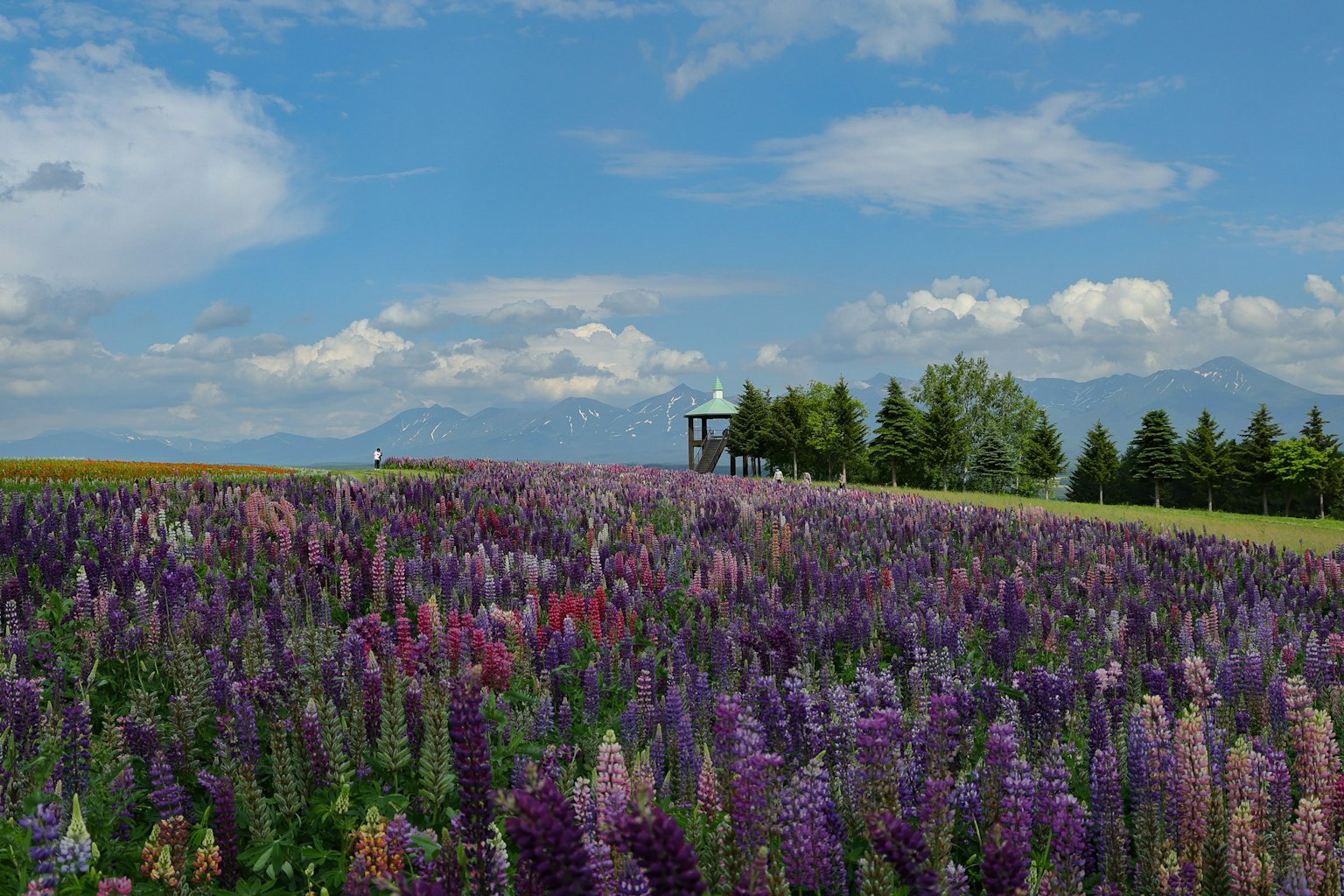 Amplio paisaje de flores coloridas bajo un cielo azul