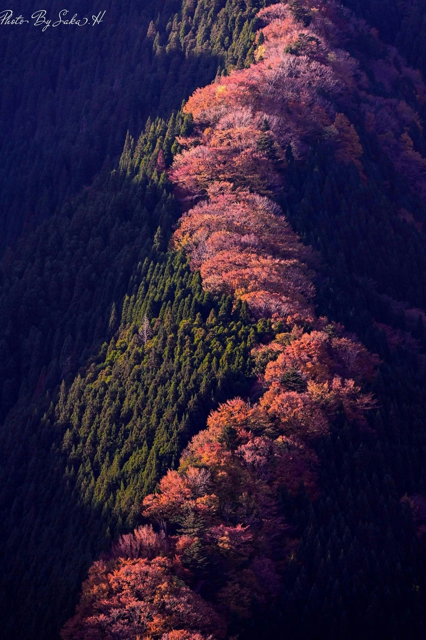 渓谷を彩る紅葉の斜面と山並み