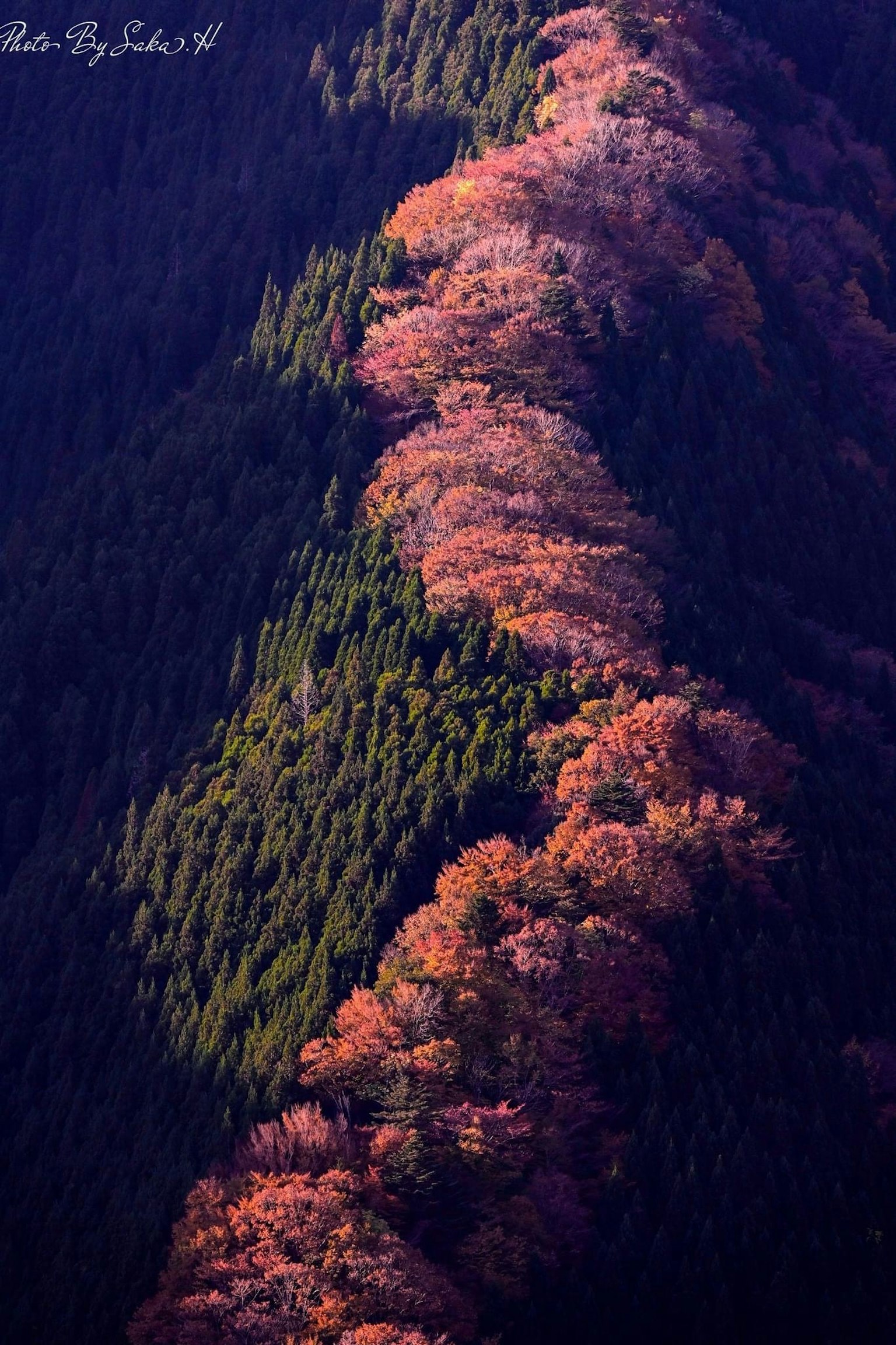 가을 단풍이 있는 겹치는 산의 경치