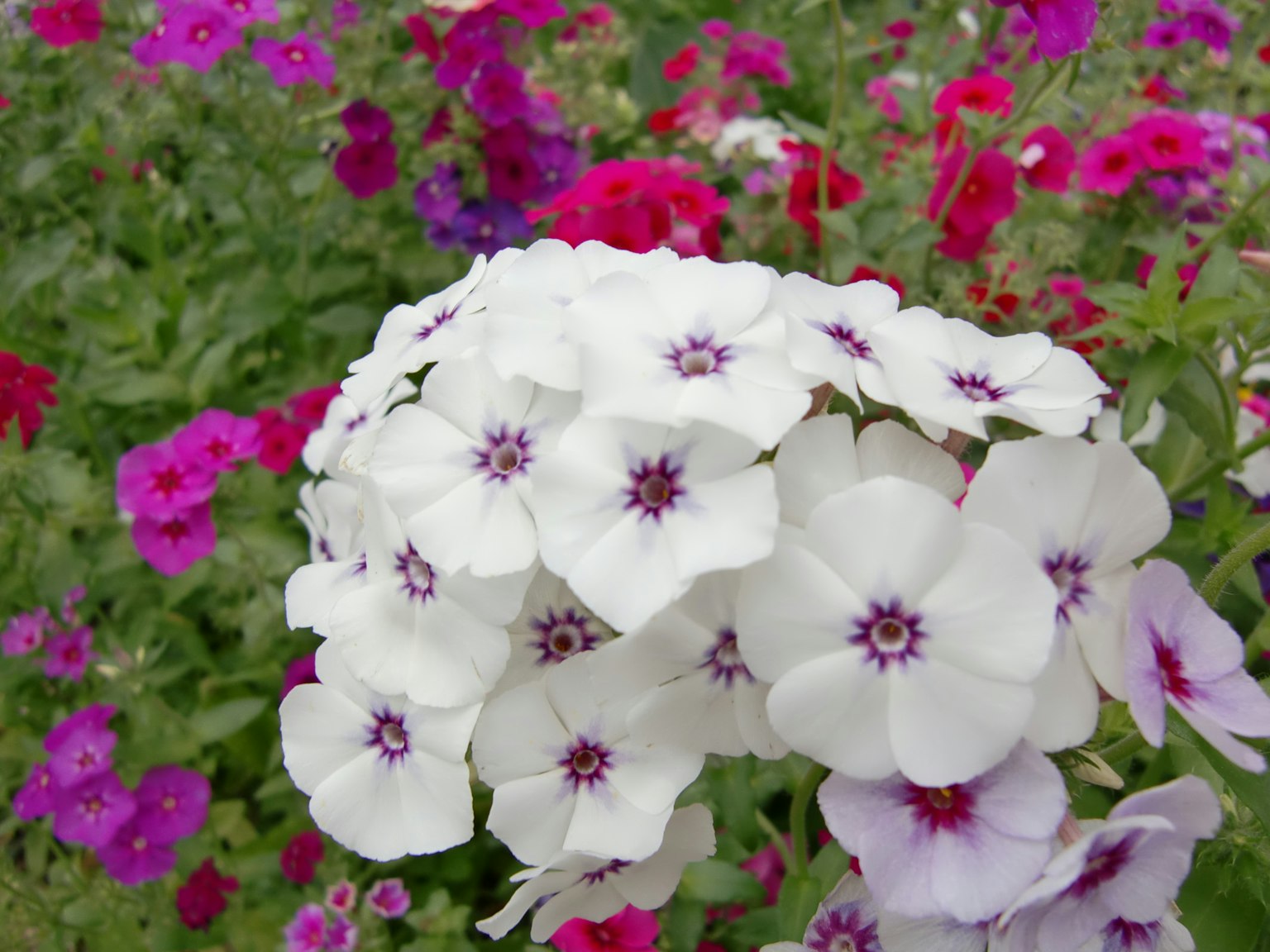Sekelompok bunga phlox putih dikelilingi oleh bunga pink cerah