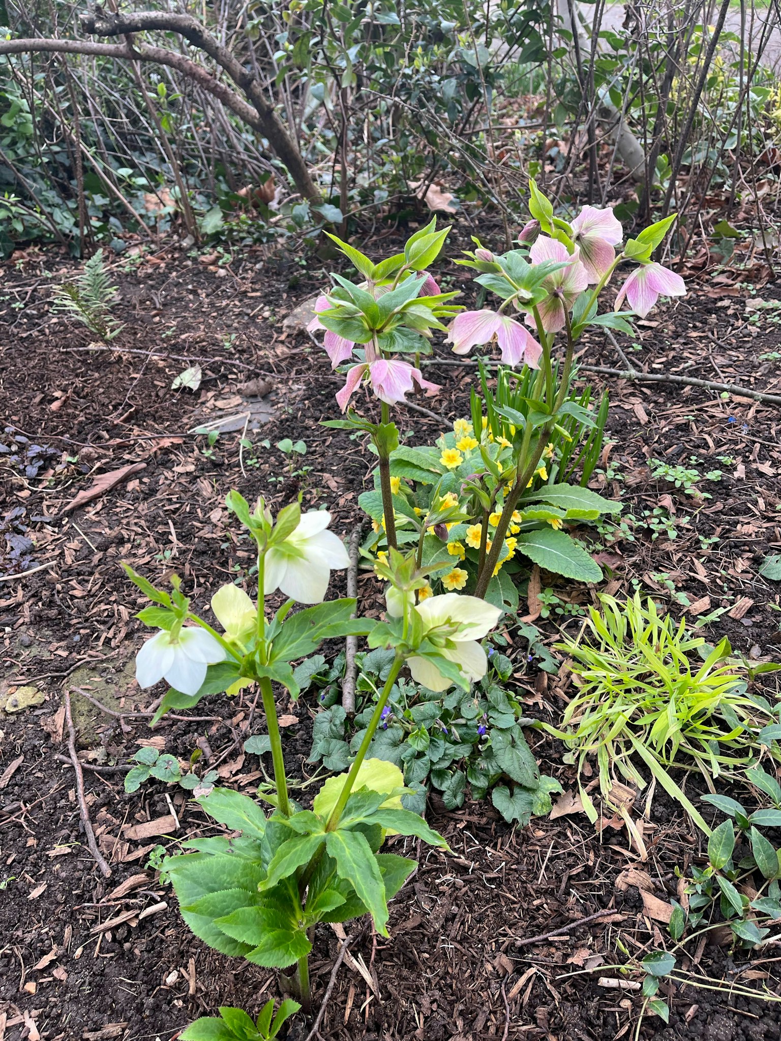 Group of hellebore flowers in pink and white blooming in a garden
