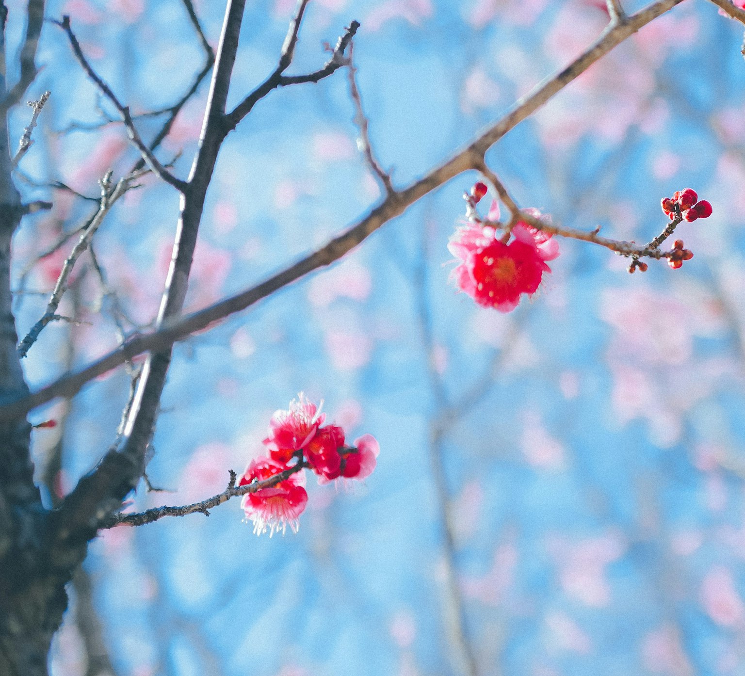 ดอกบ๊วยสีชมพูบนกิ่งไม้ท่ามกลางท้องฟ้าสีฟ้า