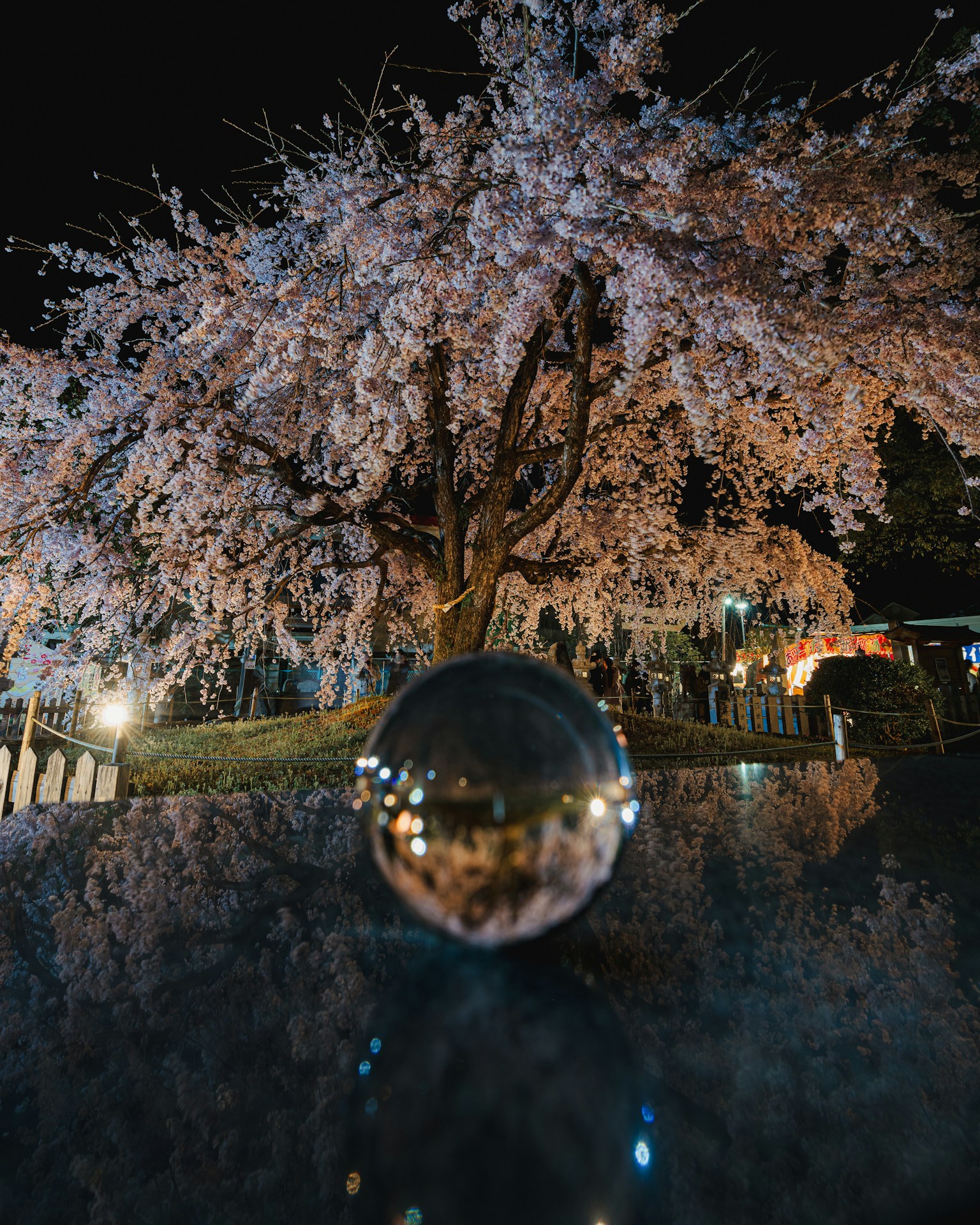 Crystal ball reflecting a cherry blossom tree at night