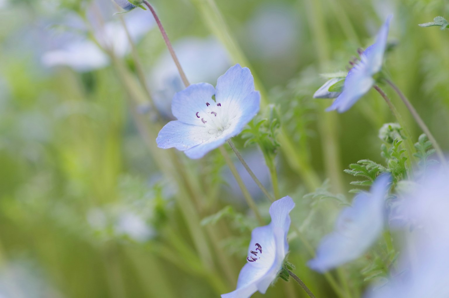 Delicate fiori blu che sbocciano tra il fogliame verde