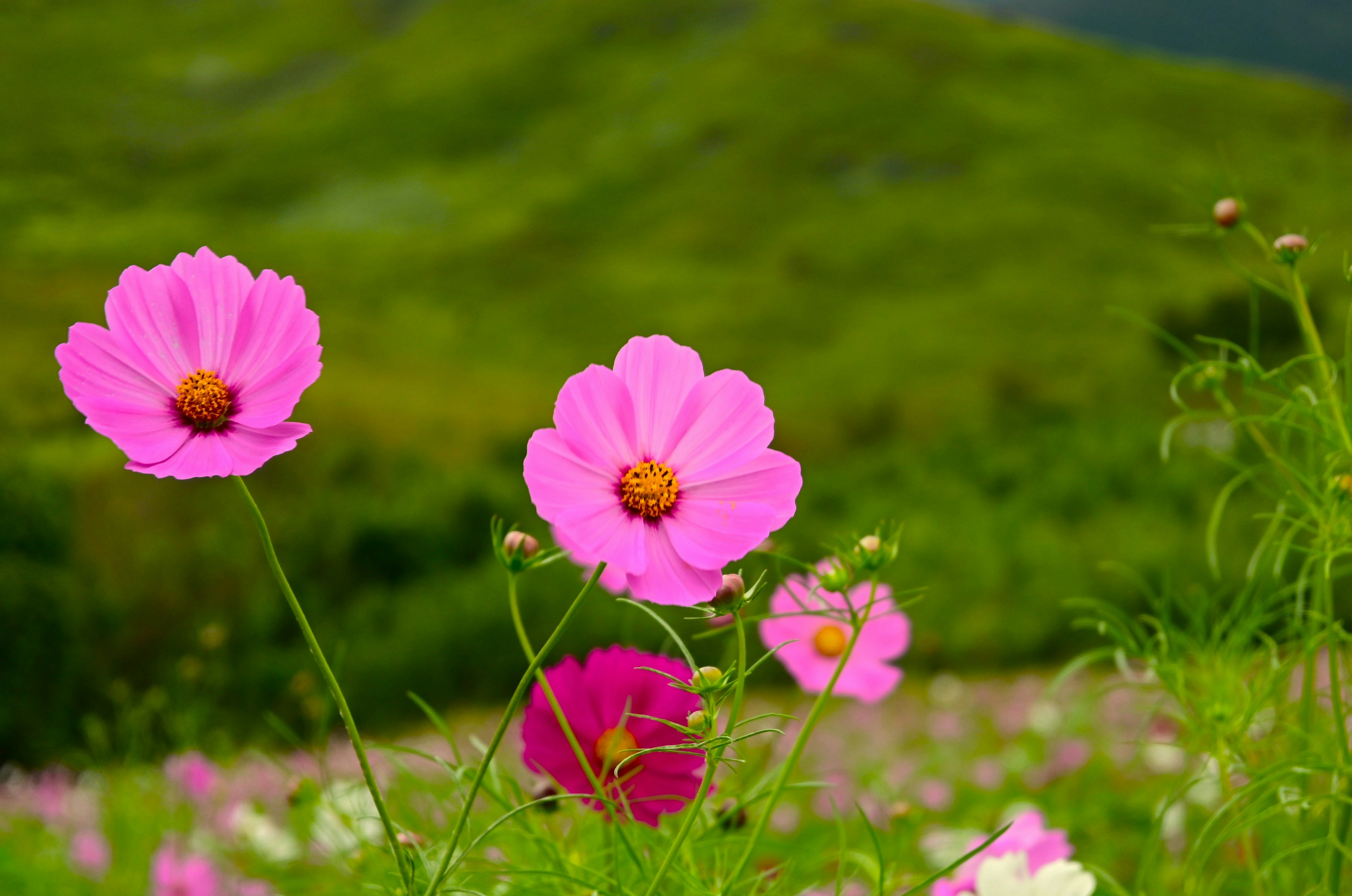 ピンクのコスモスが咲く花畑の風景