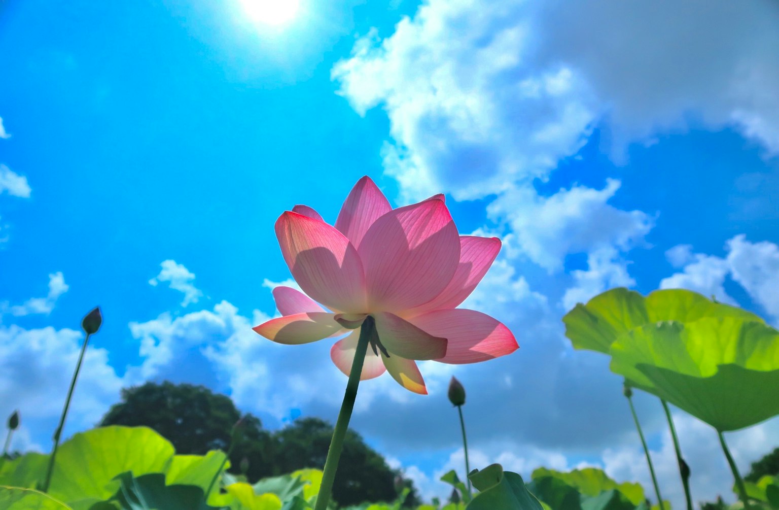 藍天下盛開的粉紅色蓮花