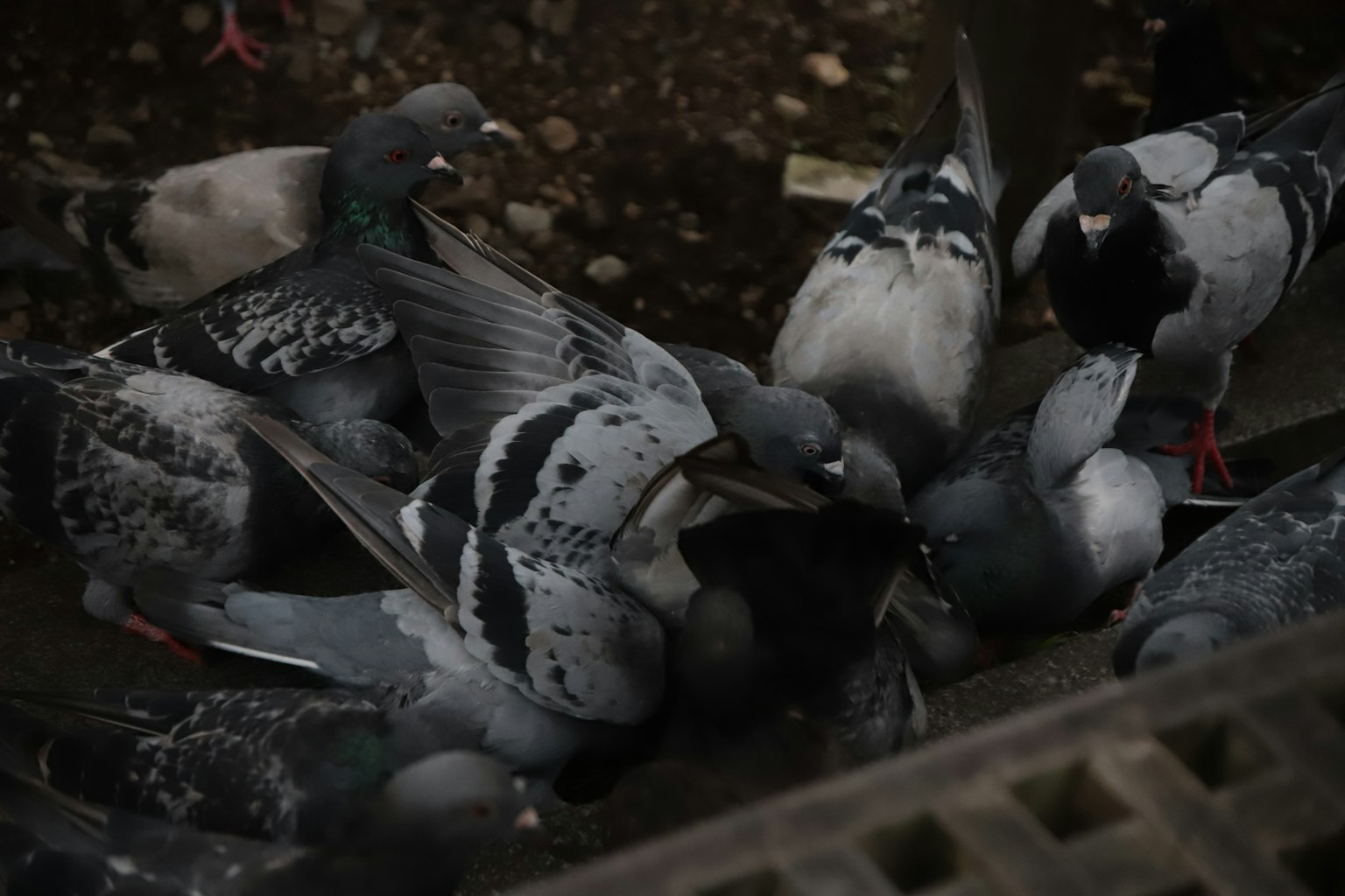 Eine Gruppe von Tauben, die am Boden nach Futter picken