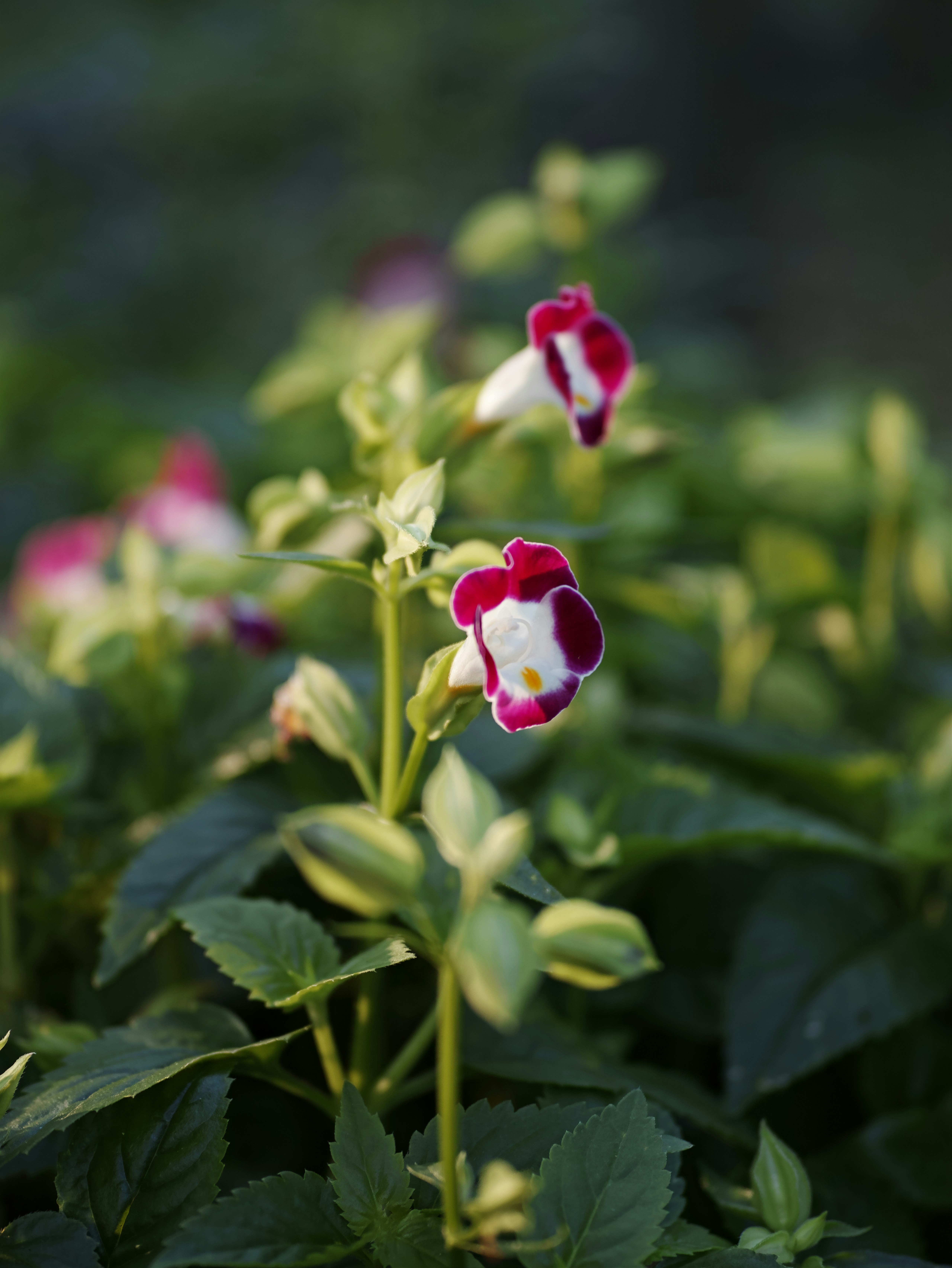 花と葉のある草花のクローズアップ