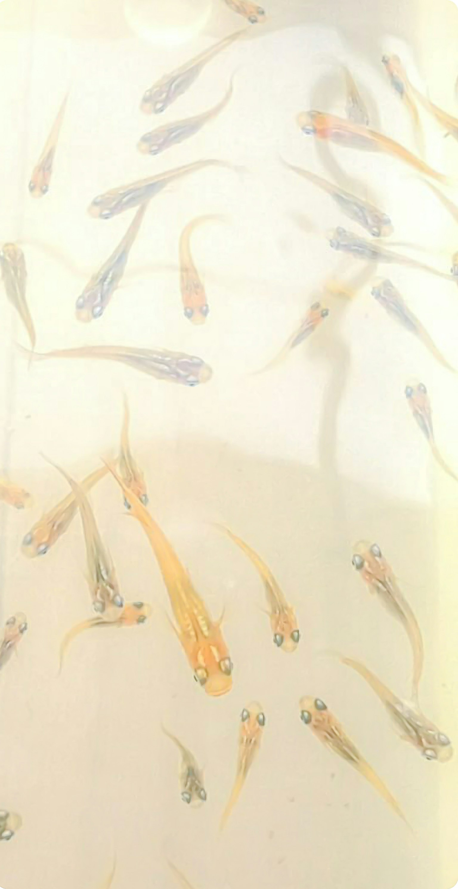 水中游動的五彩小魚插圖