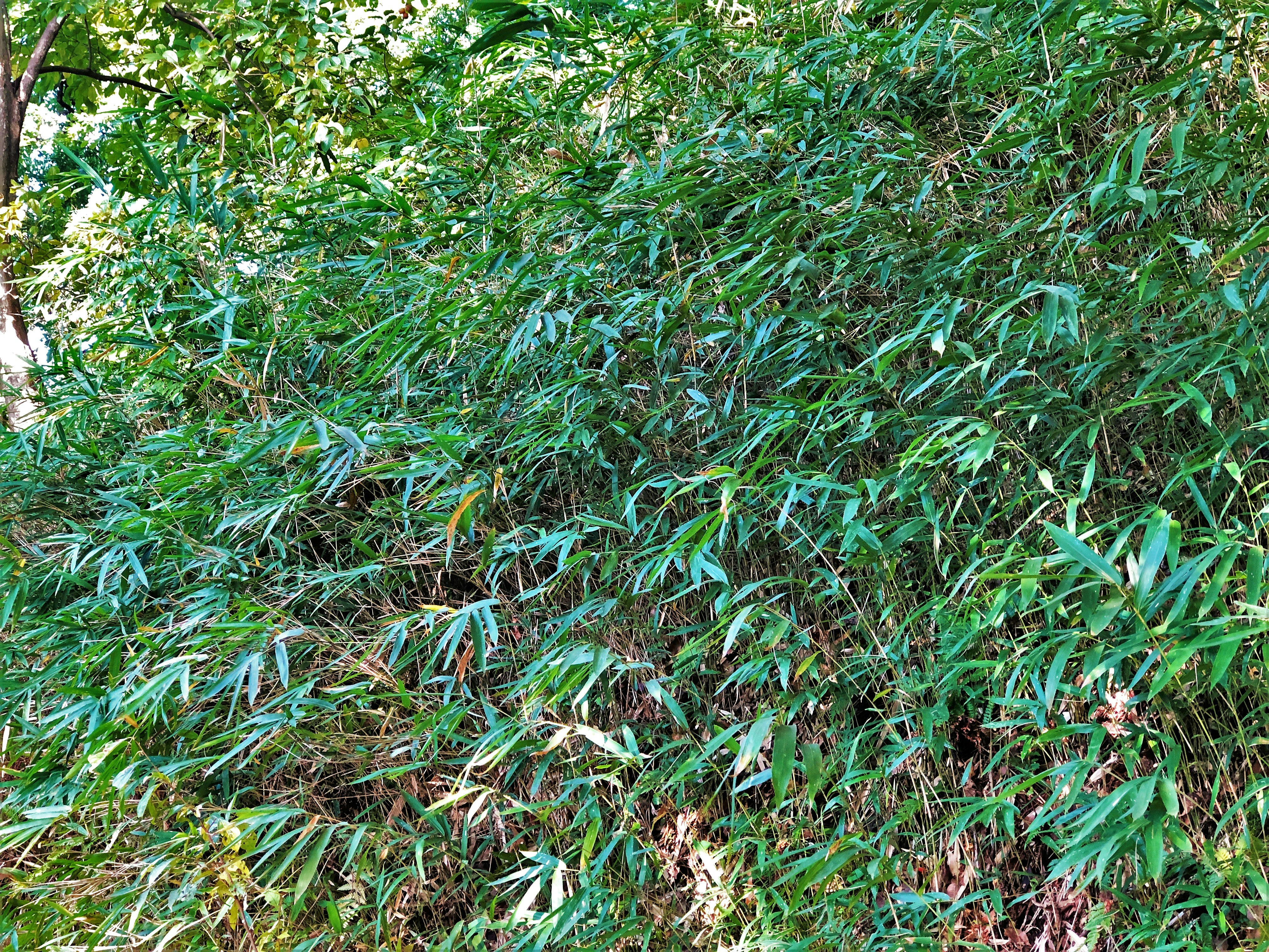textura de césped verde denso que cubre el suelo