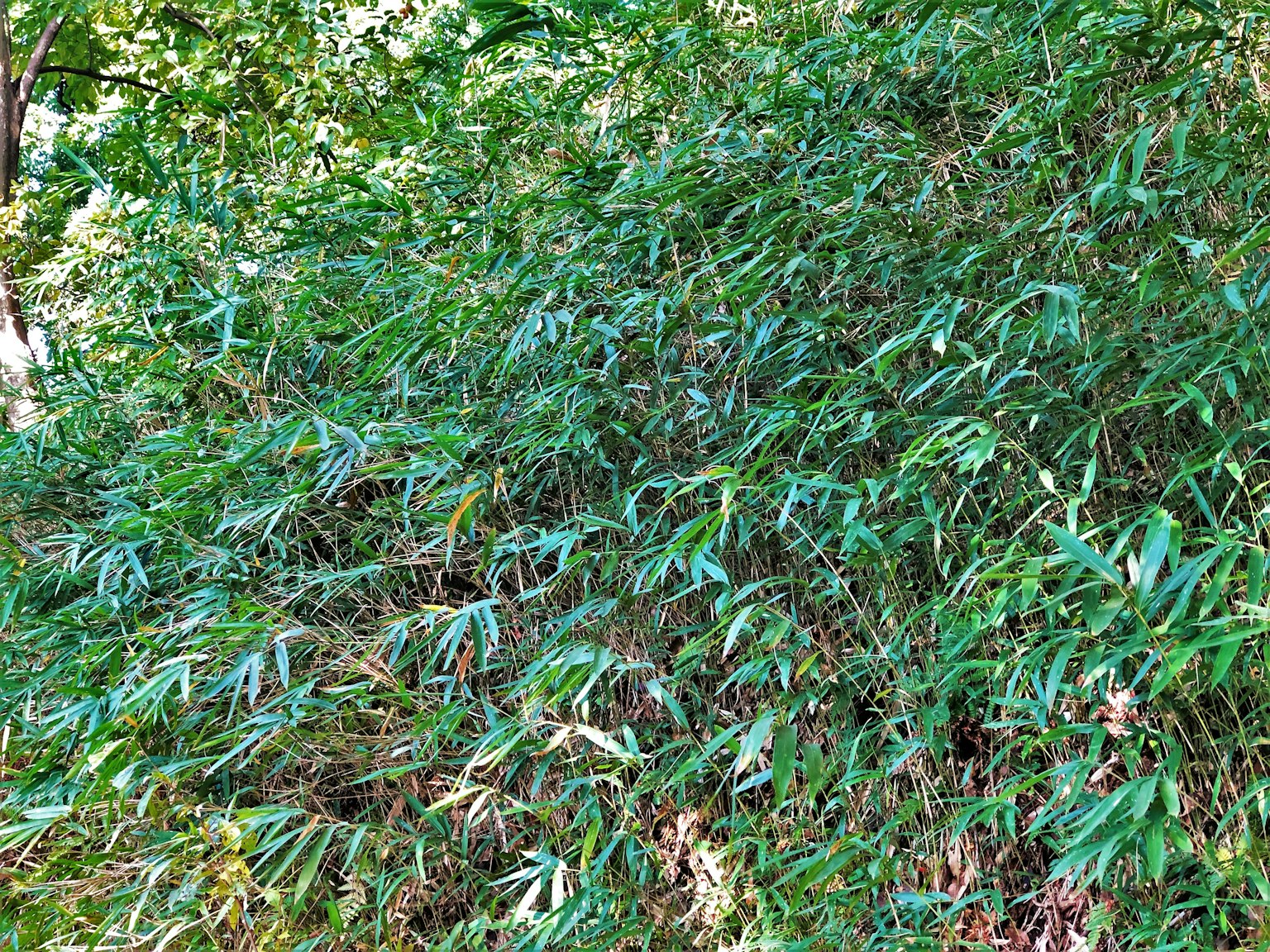 Fitta macchia di bambù verde in un ambiente naturale