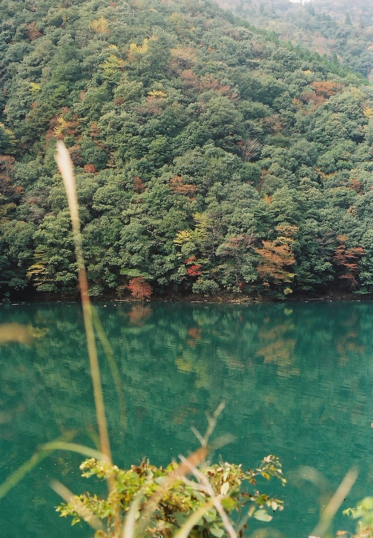 被郁郁葱葱的森林环绕的绿色湖泊的风景