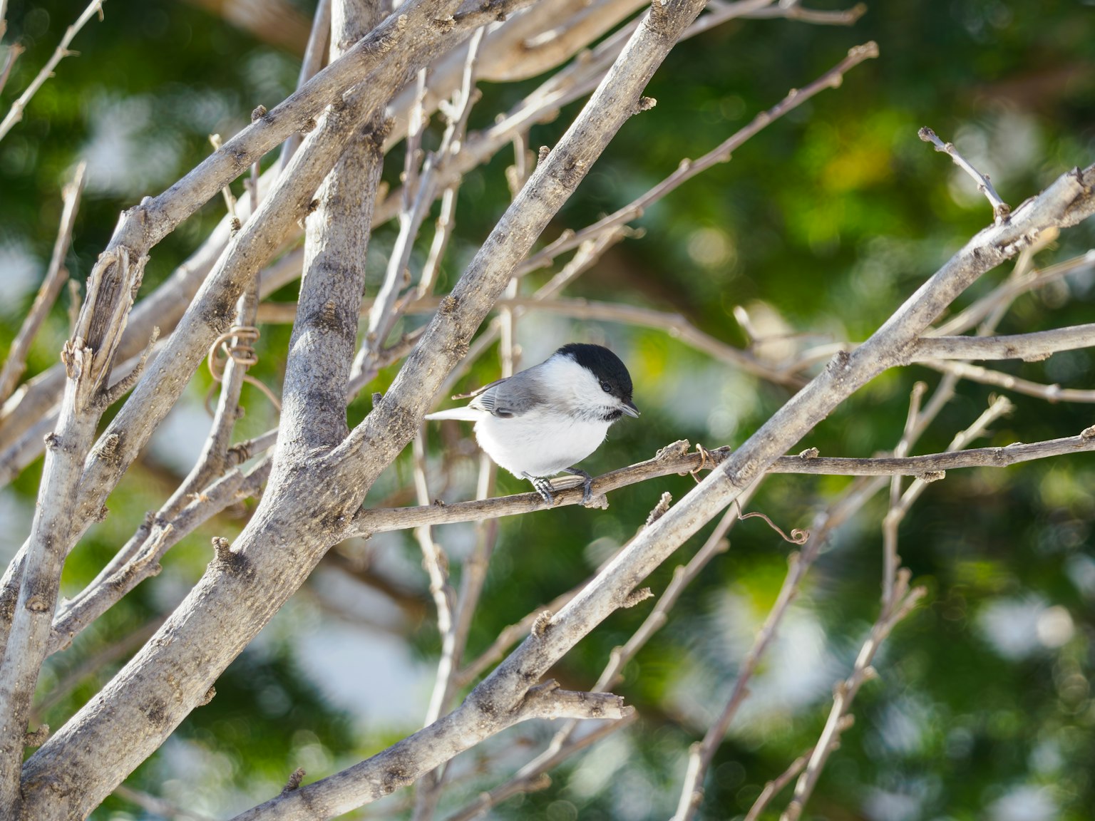 Un pequeño pájaro posado en una rama de árbol