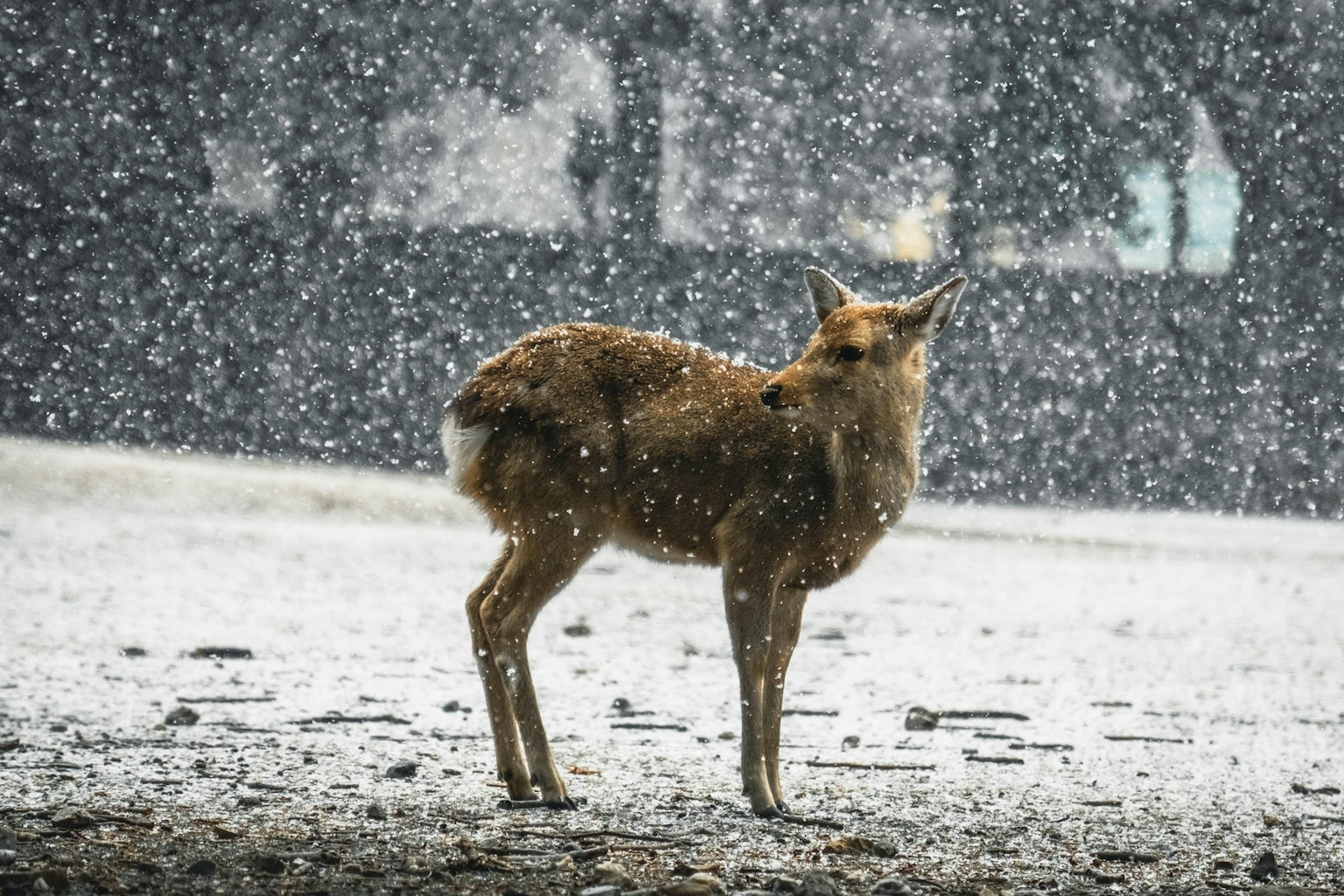 Un petit animal debout dans la neige avec des flocons de neige tombants