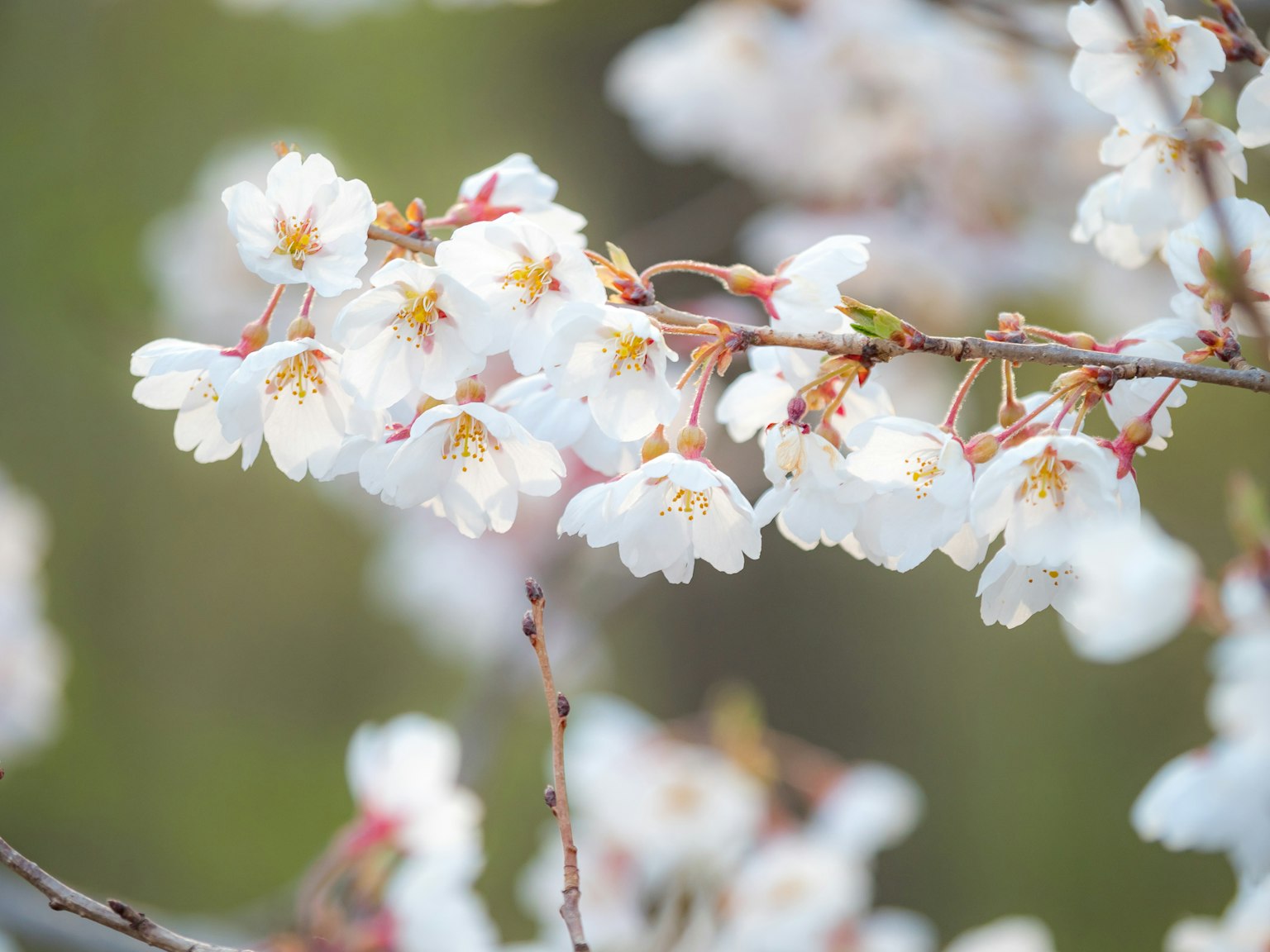 Gros plan de fleurs de cerisier sur une branche