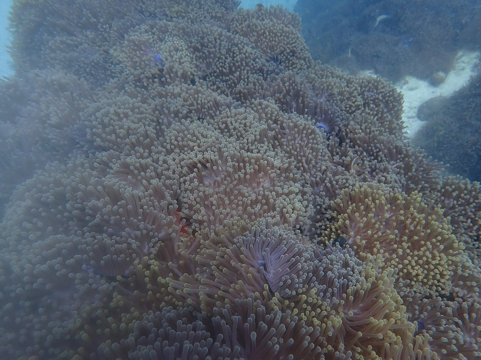 Vista subacquea di una vibrante barriera corallina