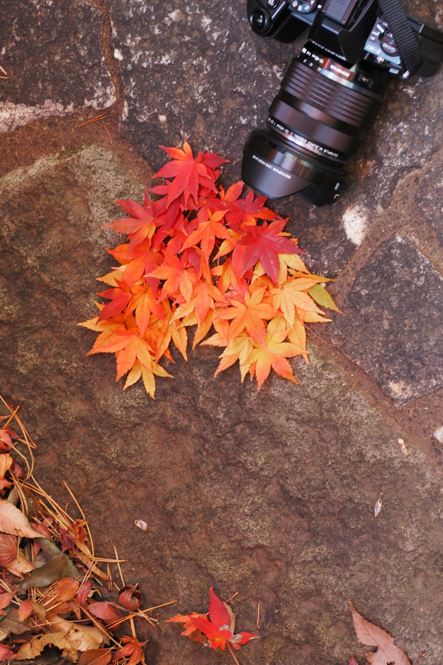 Colorful autumn leaves scattered near a camera lens