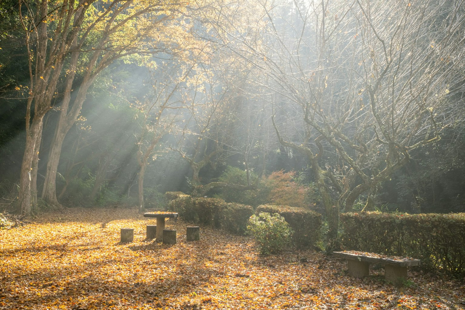 Scène de parc sereine avec lumière d'automne filtrant à travers les arbres table et chaises en bois entourées de feuilles tombées