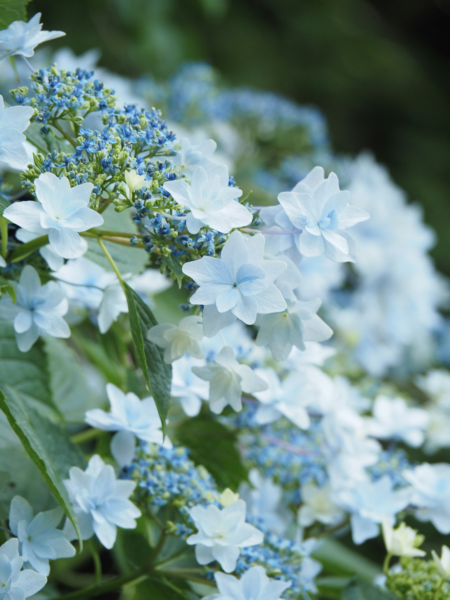 Gruppi di fiori di ortensia blu in fiore