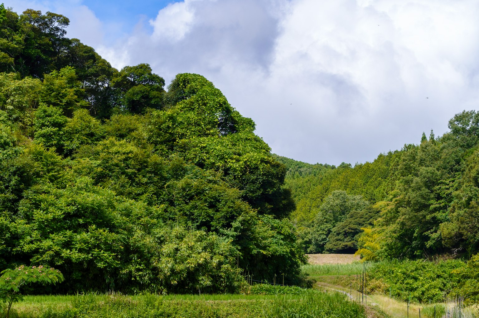 Lush green forest with blue sky landscape