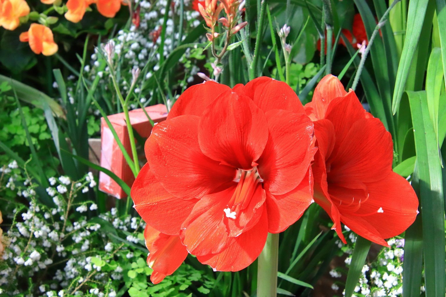 ดอกอมารีลิสสีแดงสดล้อมรอบด้วยใบเขียวและดอกไม้สีขาวเล็กๆ