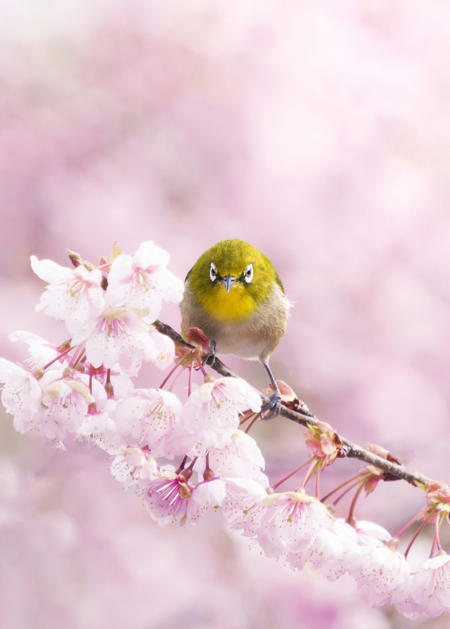 Kleiner grüner Vogel, der auf einem Kirschbaumzweig sitzt