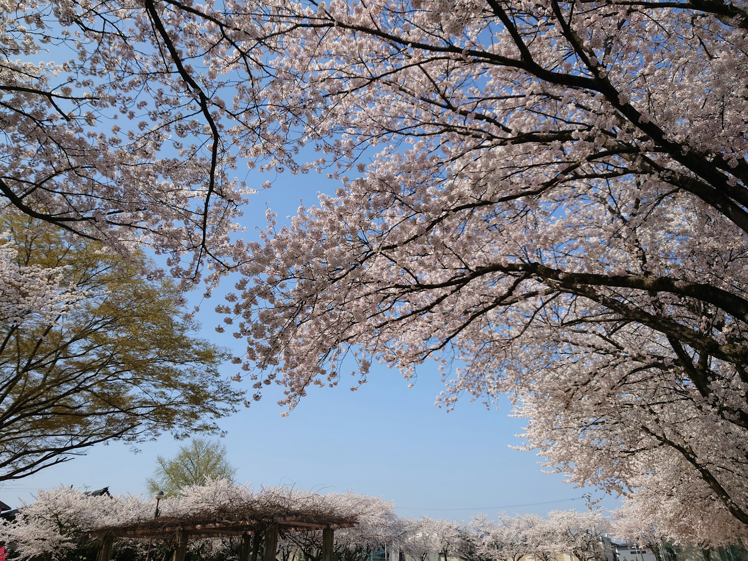 公园中樱花盛开的美丽景色在蓝天之下