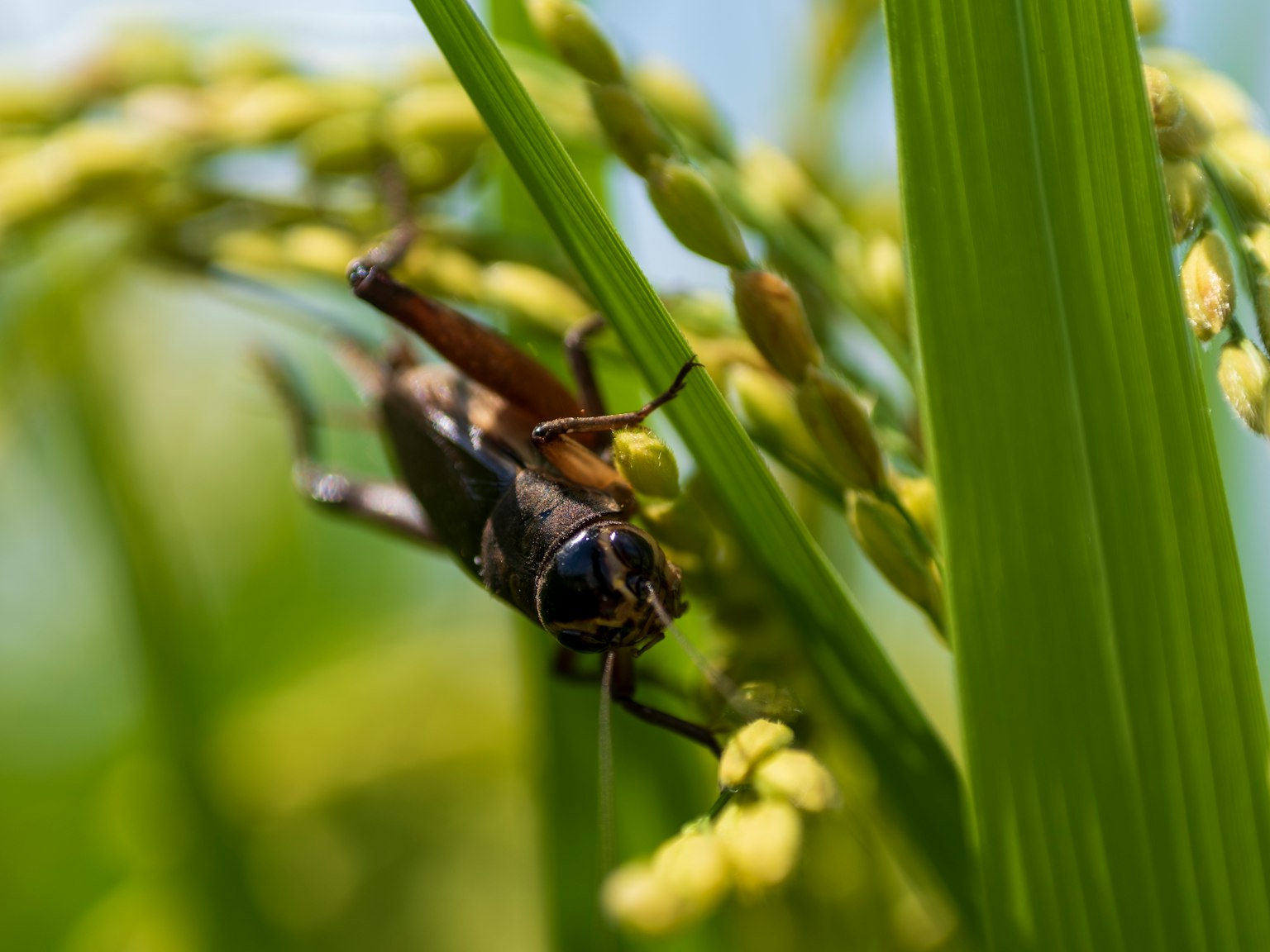 Insecte reposant sur de l'herbe verte avec des plants de riz en arrière-plan