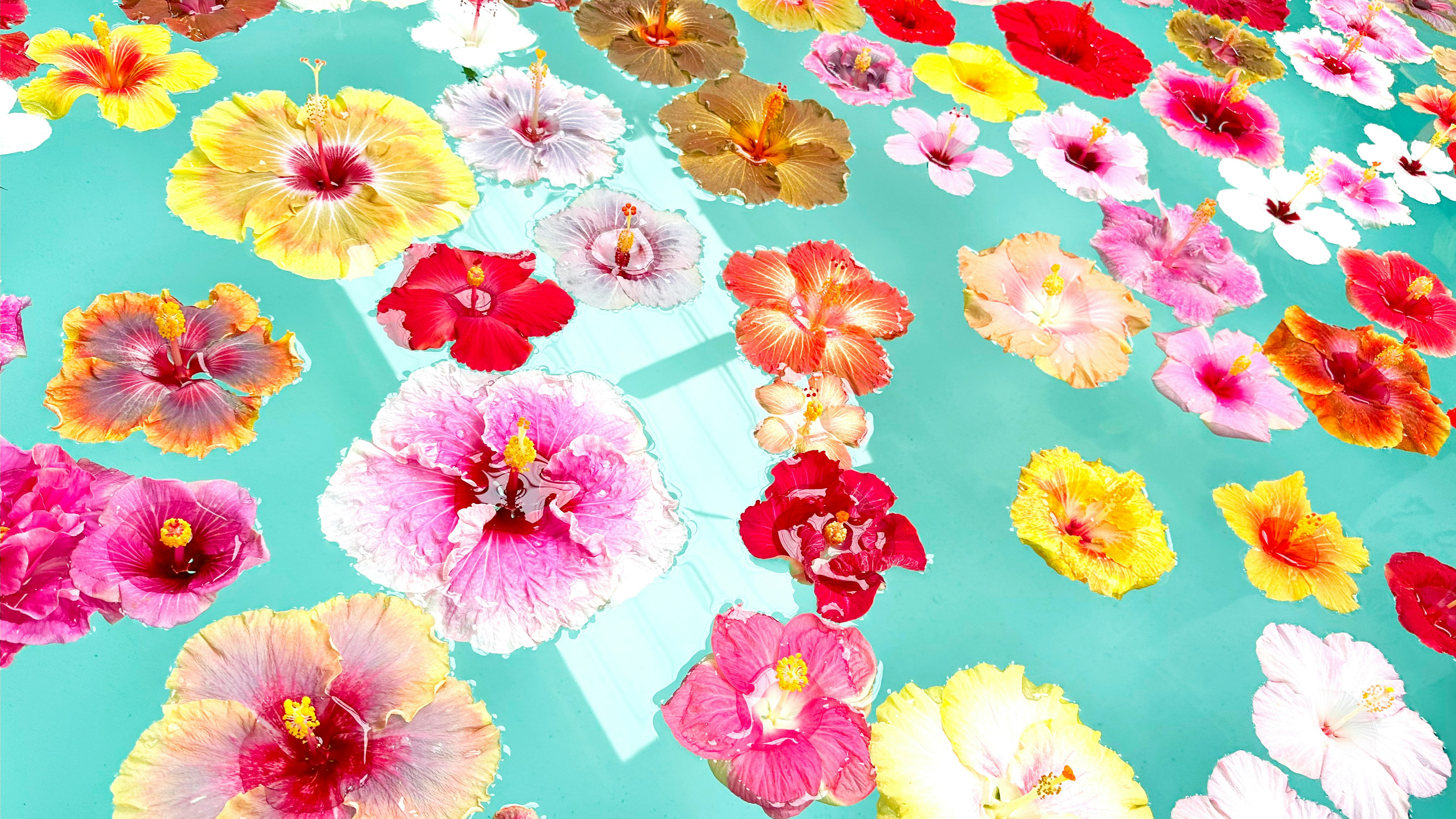 色とりどりの花びらが浮かぶ鮮やかな背景
