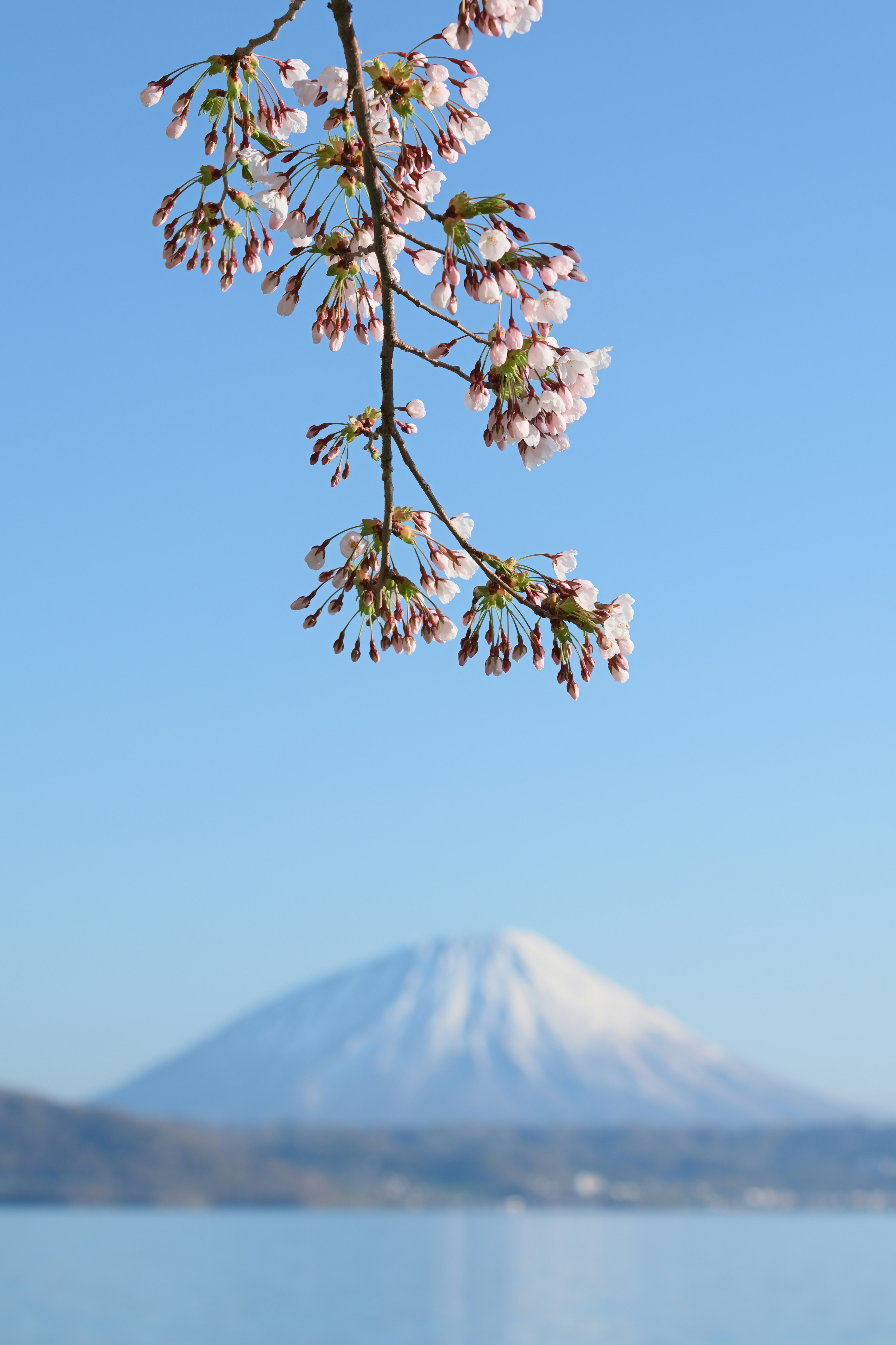 羊蹄山を望む湖畔の桜の枝