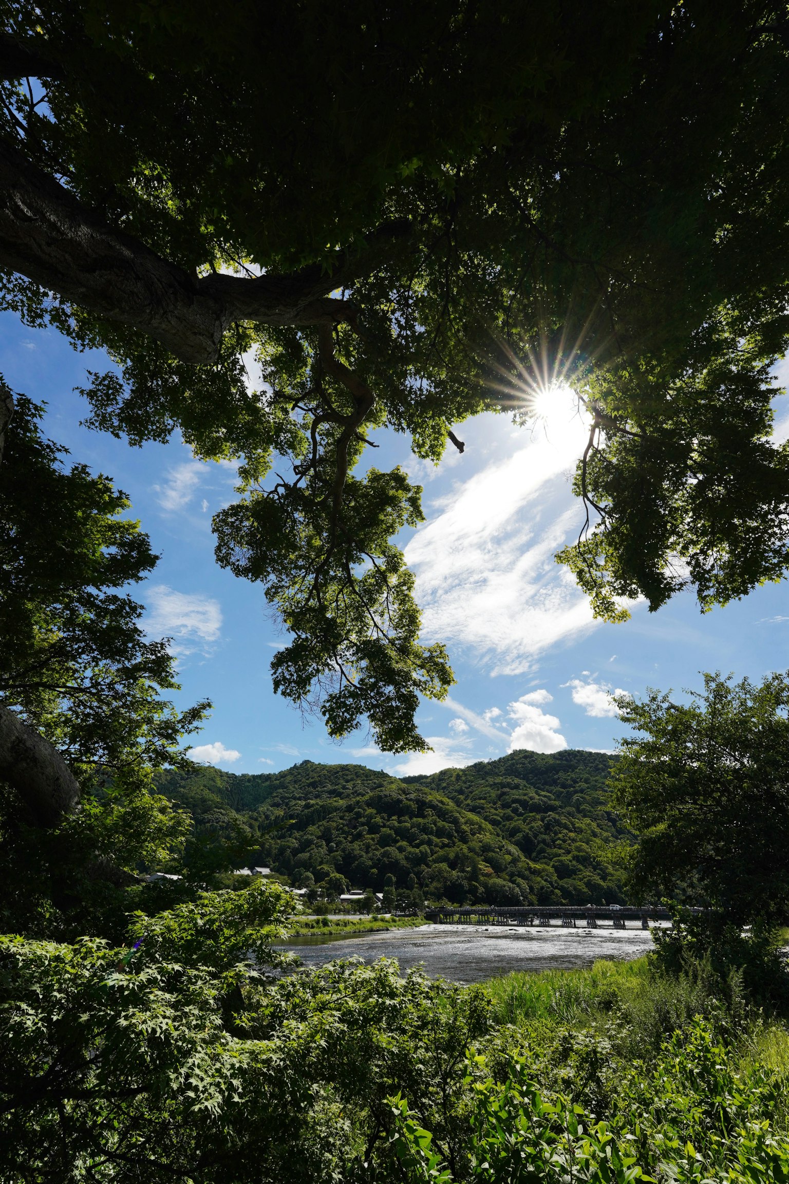 郁郁蔥蔥的風景，陽光透過樹木灑落，藍天