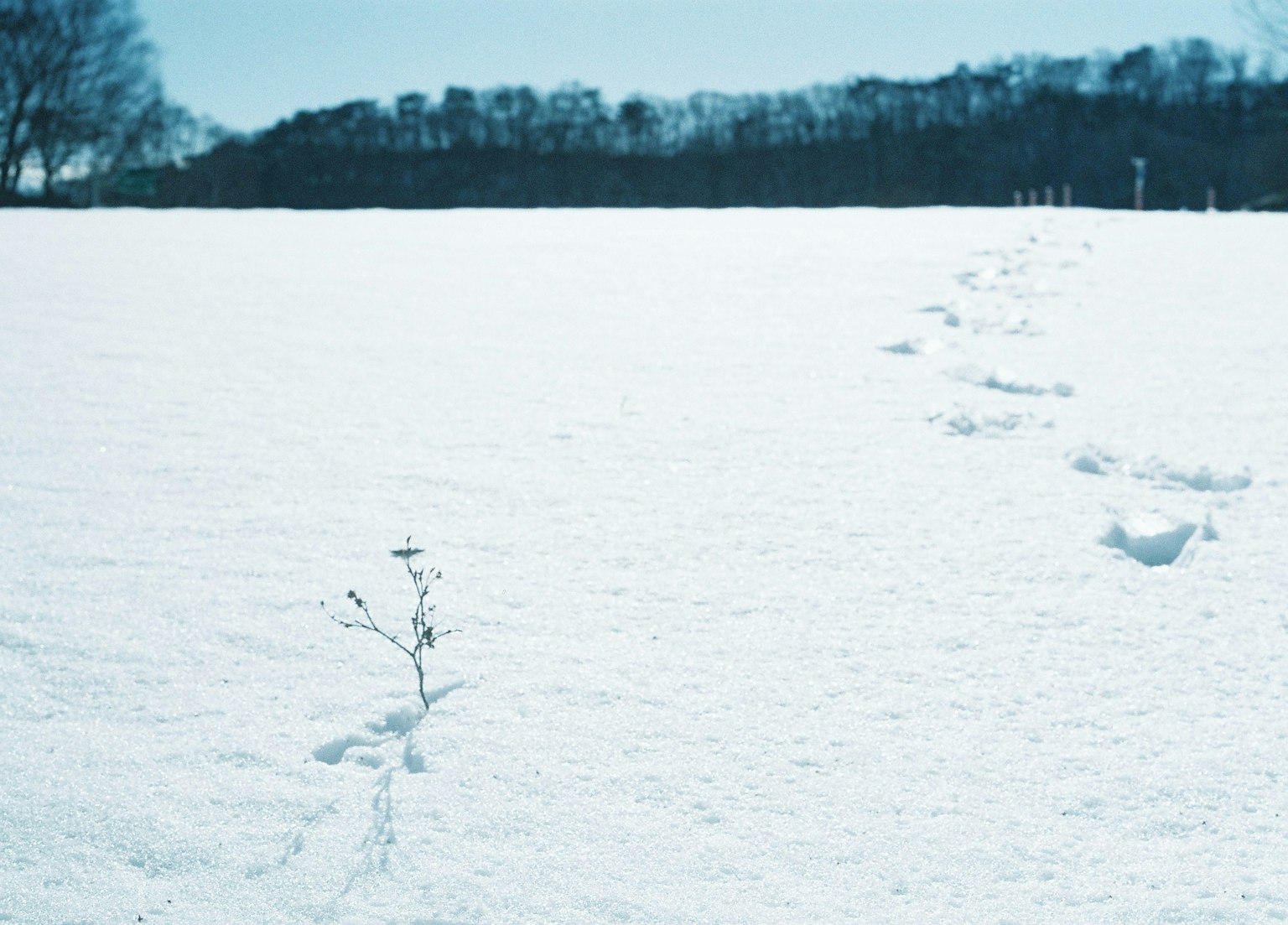 一小株植物從雪地中冒出，腳印向遠處延伸